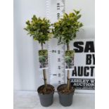 TWO EUONYMUS JAPONICUS 'MARIEKE' STANDARD TREES APPROX 100CM IN HEIGHT IN 3LTR POTS PLUS VAT TO BE