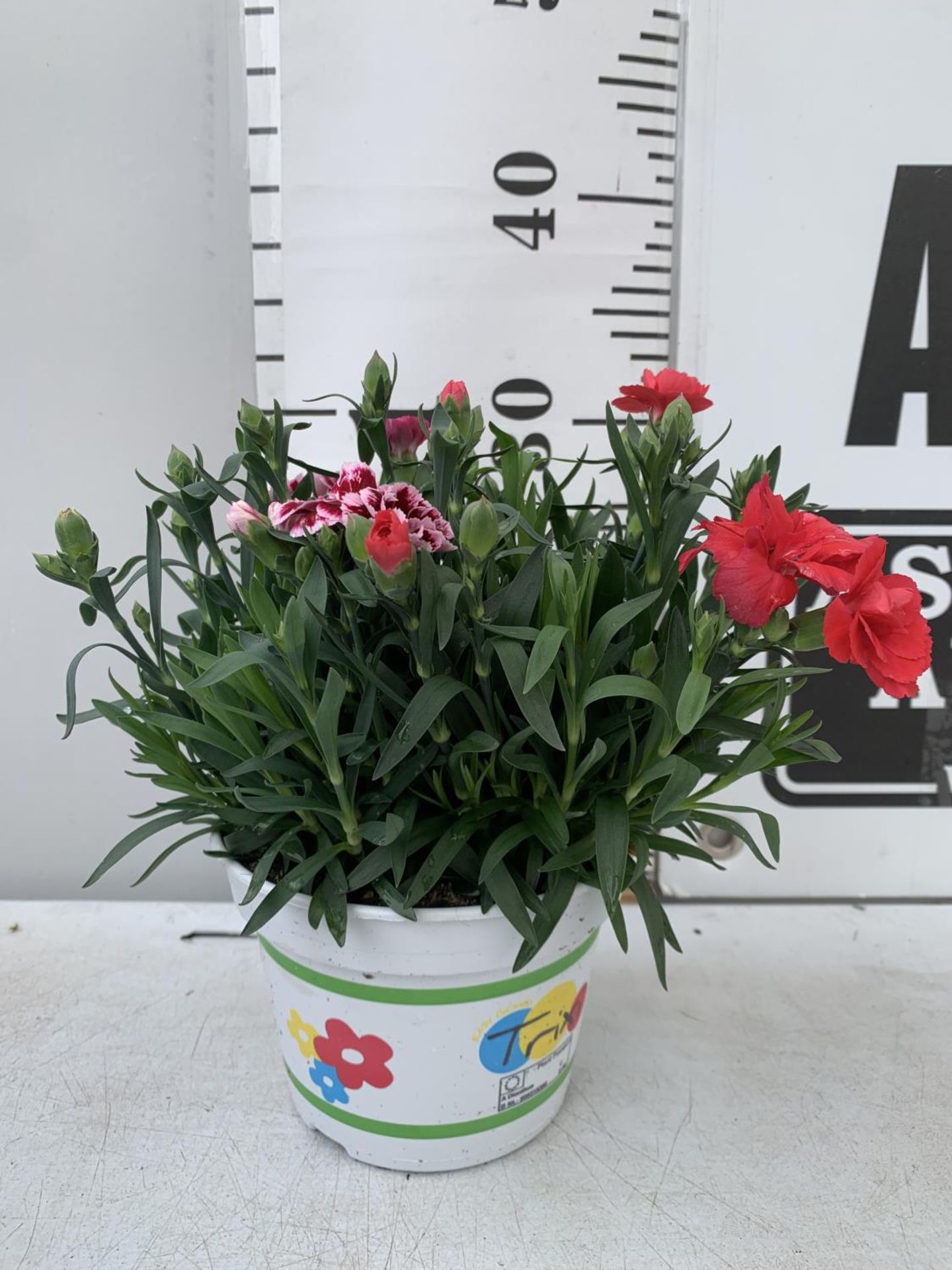 SIX POTS OF DIANTHUS TRIO MIXED WITH THREE VARIETIES IN EACH POT SIZE P15 HEIGHT 30CM TO BE SOLD FOR - Image 4 of 4
