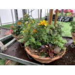 TWO WICKER HANGING BASKETS WITH MIXED BEDDING AND TRAILING PLANTS TO INCLUDE PETUNIA, MARIGOLD,