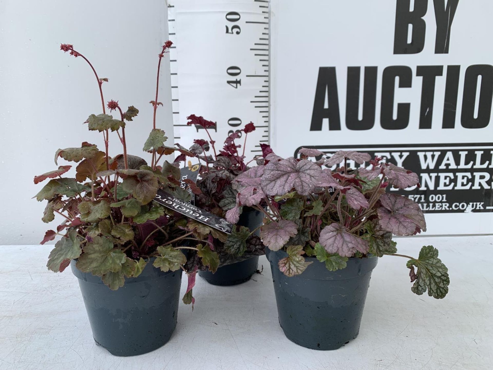 THREE HEUCHERA 'CARNIVAL' IN 2 LTR POTS PLUS VAT TO BE SOLD FOR THE THREE - Image 2 of 9