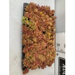 EIGHTY OXALIS 'MOLTEN LAVA' PLANTS ON A TRAY PLUS VAT TO BE SOLD FOR THE 80