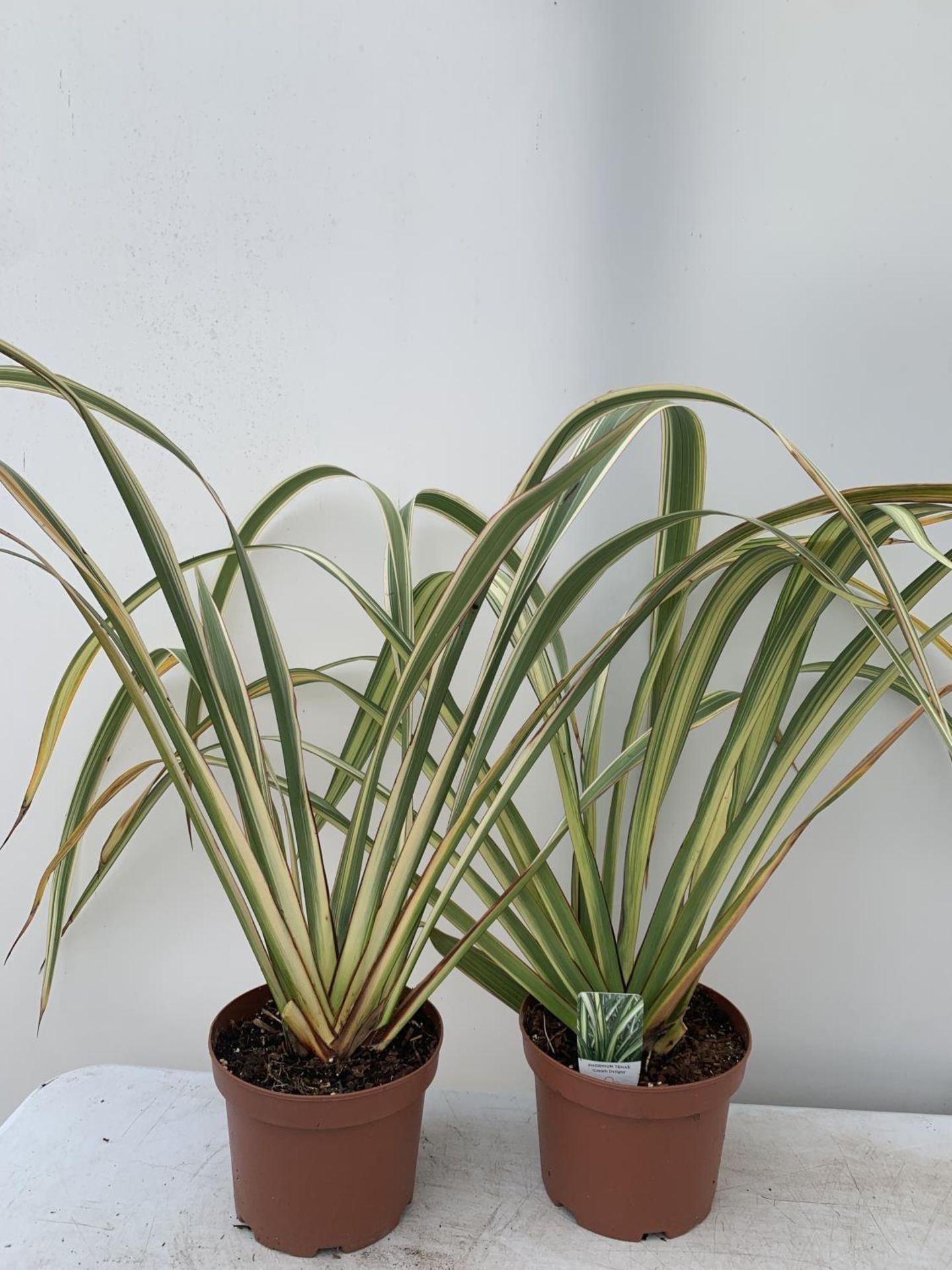 TWO GREEN PHORMIUM TENAX 'CREAM DELIGHT' APPROX 70CM IN HEIGHT IN 3 LTR POTS PLUS VAT TO BE SOLD FOR - Image 4 of 5