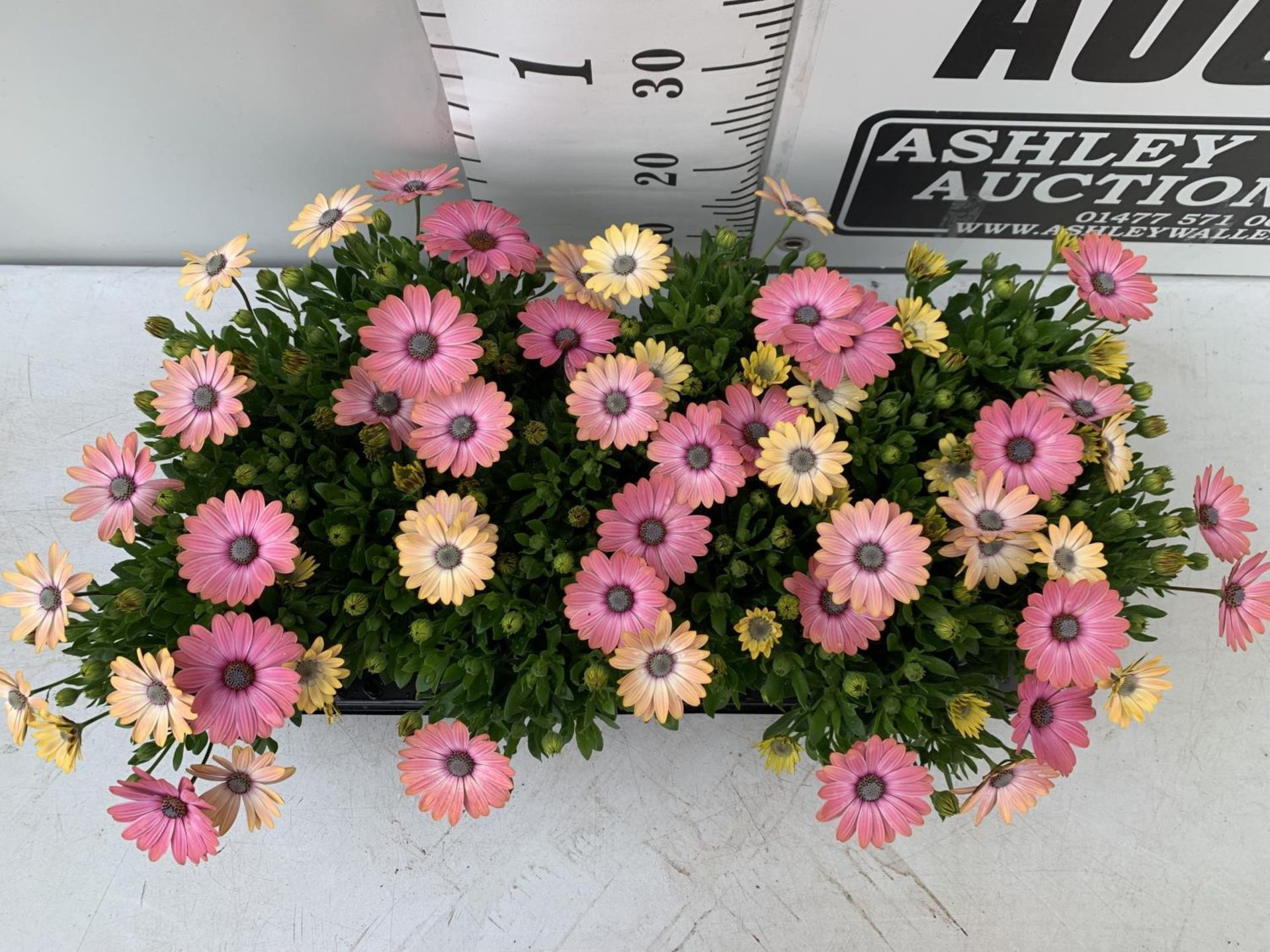 TWELVE MIXED COLOURED OSTEOSPERMUM PLANTS ON A TRAY TO BE SOLD FOR THE TWELVE PLUS VAT - Image 2 of 5