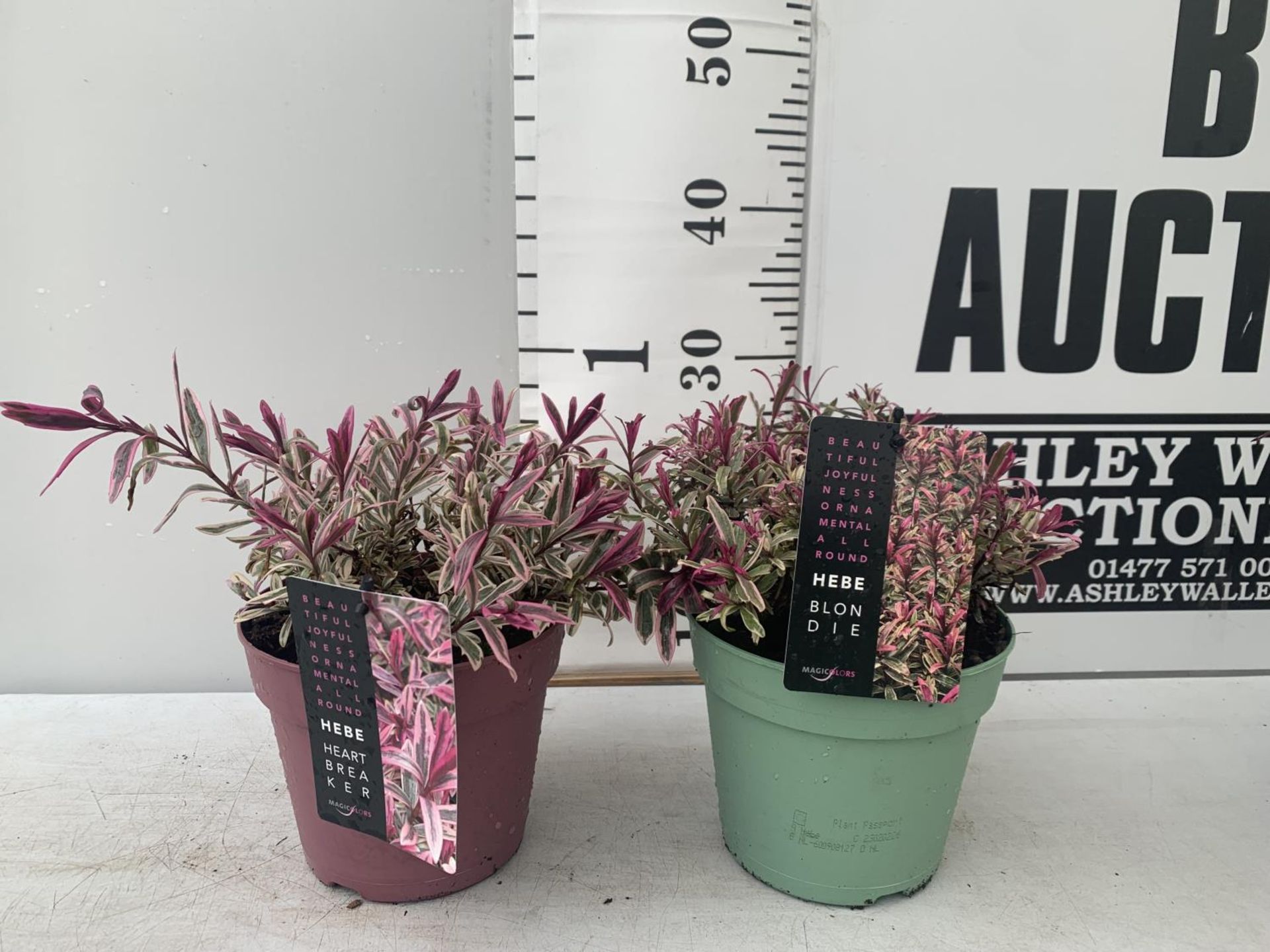 TWO HEBES BLONDIE AND HEARTBREAKER IN 2 LTR POTS HEIGHT 30CM PLUS VAT TO BE SOLD FOR THE TWO