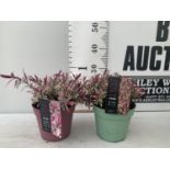 TWO HEBES BLONDIE AND HEARTBREAKER IN 2 LTR POTS HEIGHT 30CM PLUS VAT TO BE SOLD FOR THE TWO