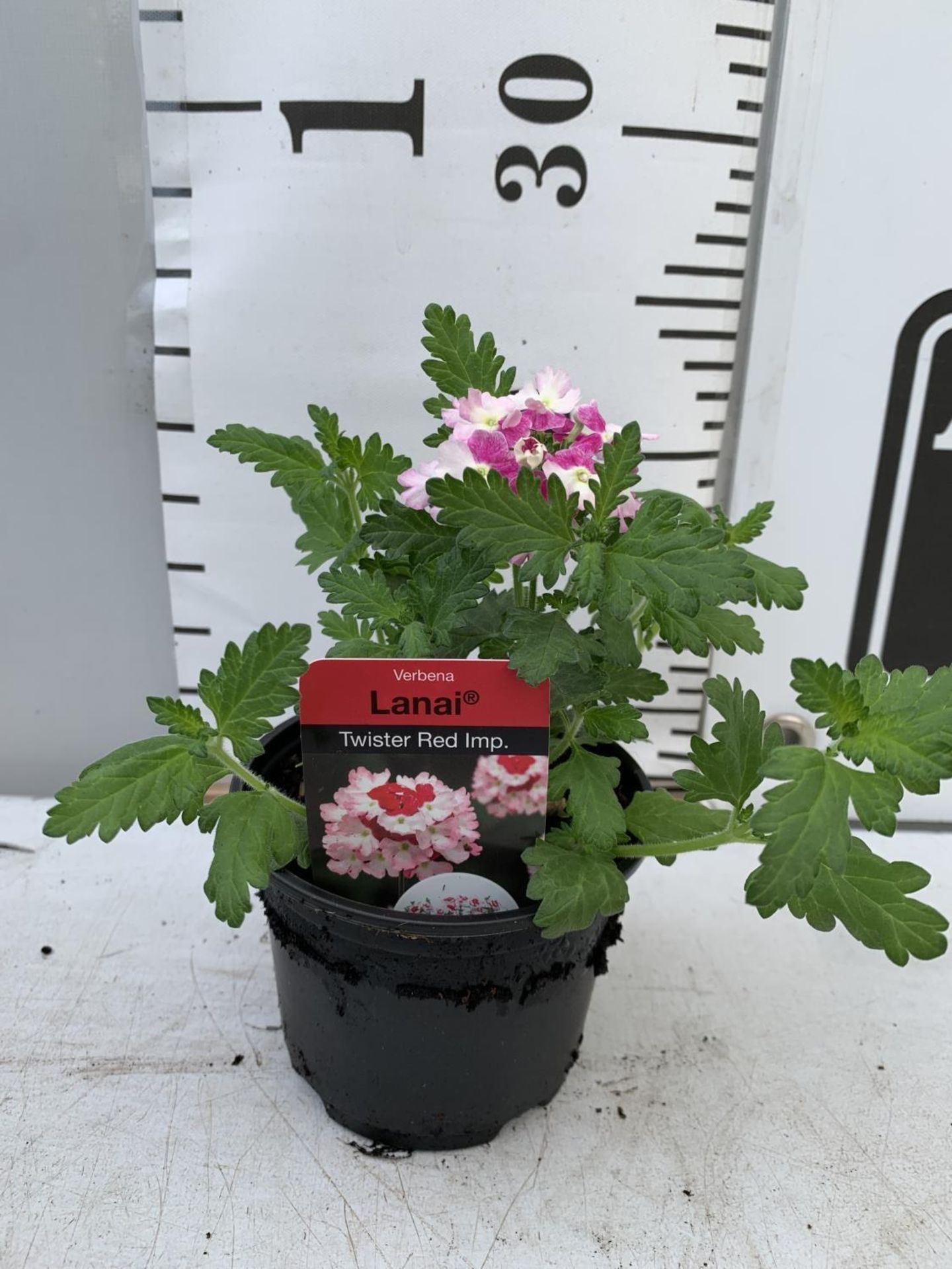 FIFTEEN VERBENA LANAI 'TWISTER RED IMP' BASKET PLANTS ON A TRAY IN P9 POTS PLUS VAT TO BE SOLD FOR - Bild 3 aus 4