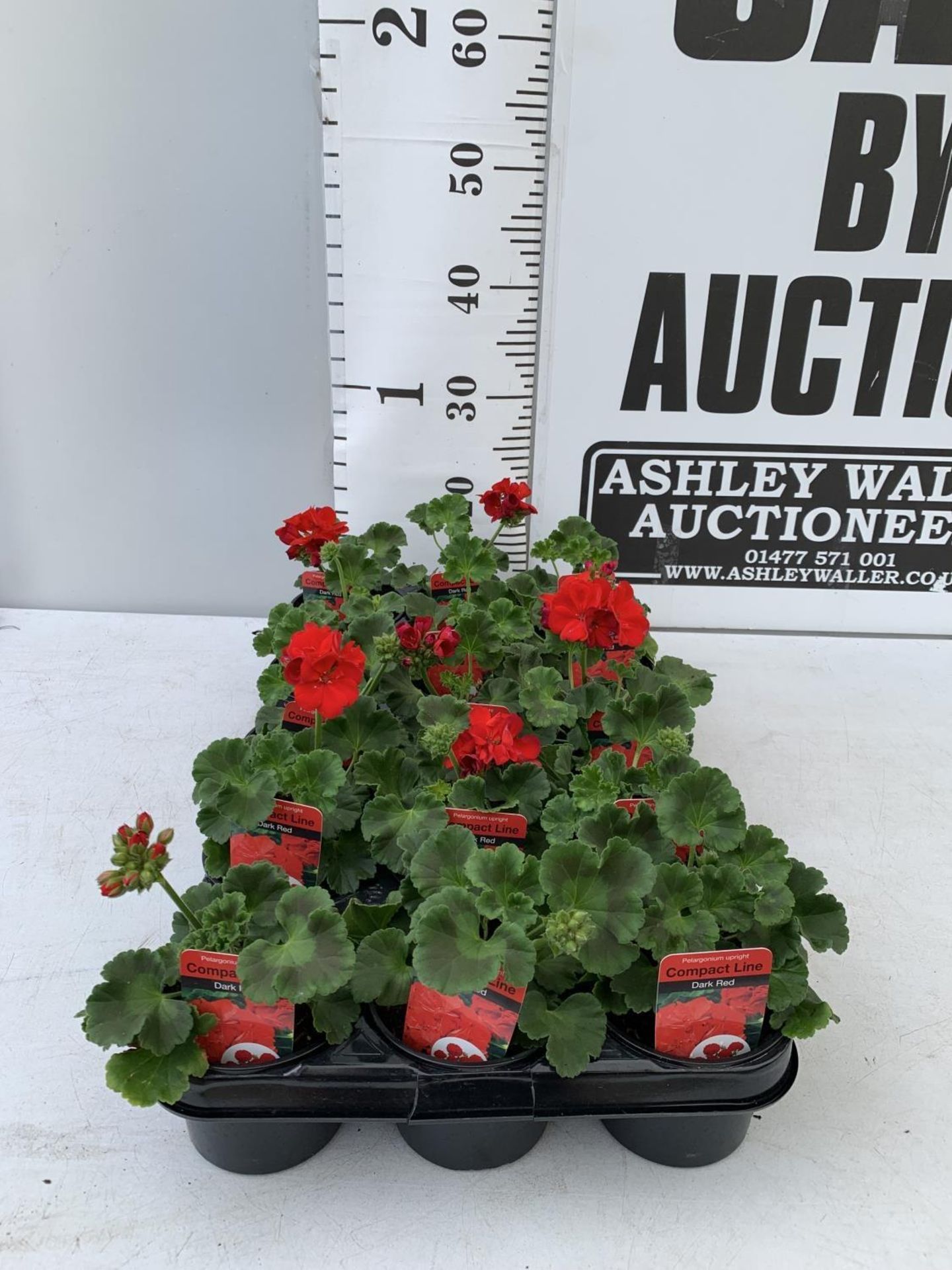 FIFTEEN PELARGONIUM UPRIGHT IN DARK RED BASKET PLANTS ON A TRAY IN P9 POTS PLUS VAT TO BE SOLD FOR