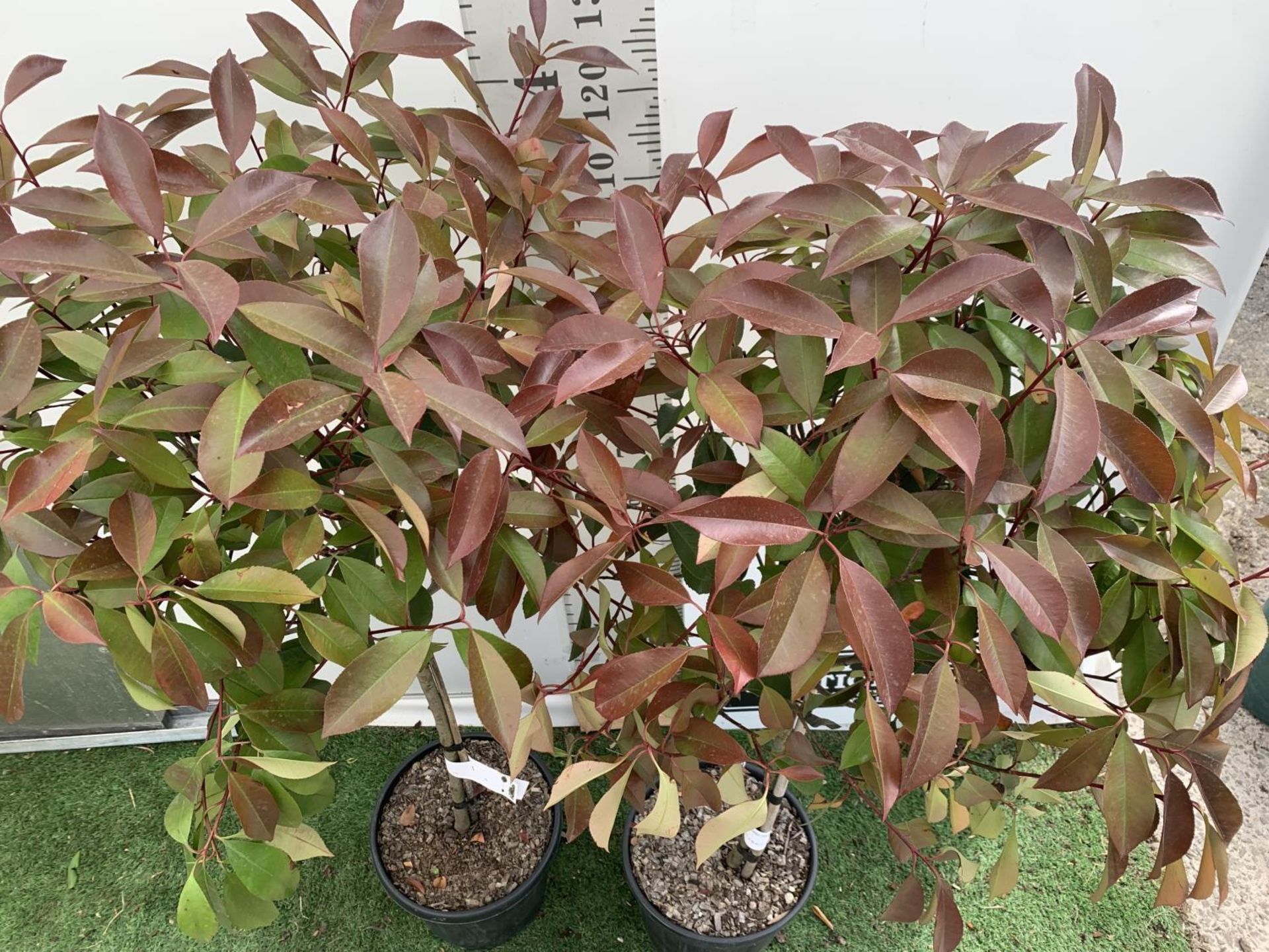 A PAIR OF STANDARD PHOTINIA FRASERI RED ROBIN TREES 140CM TALL IN A 10 LTR POT TO BE SOLD FOR THE - Image 4 of 8