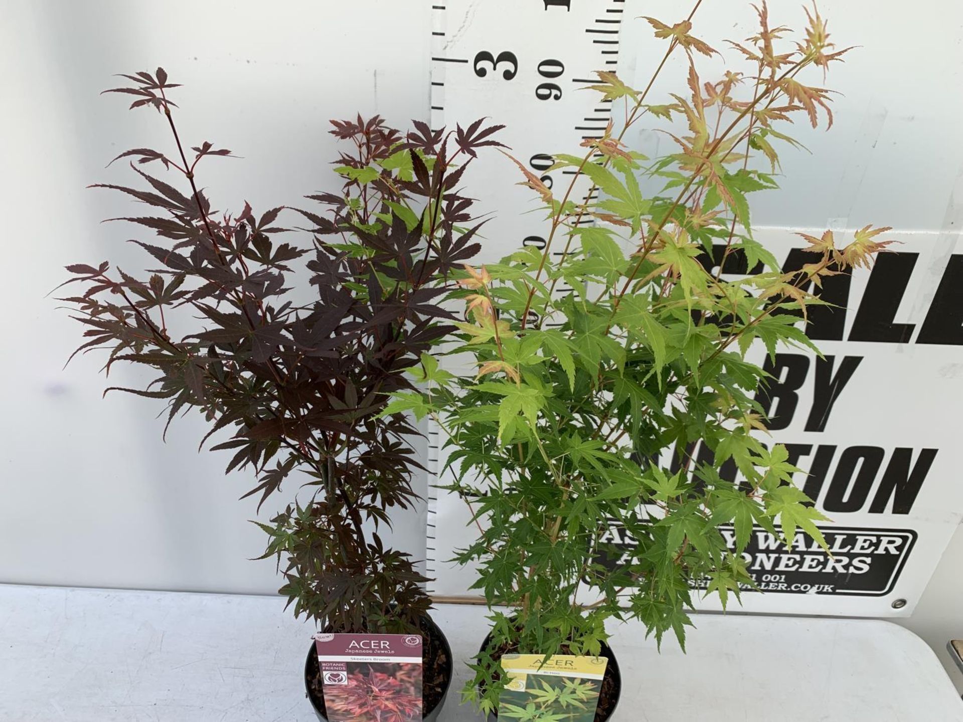 TWO ACER PALMATUM JAPANESE JEWELS IN 3 LTR POTS TO INCLUDE A BI HOO AND A SKETTERS BROOM OVER 1 - Image 4 of 10