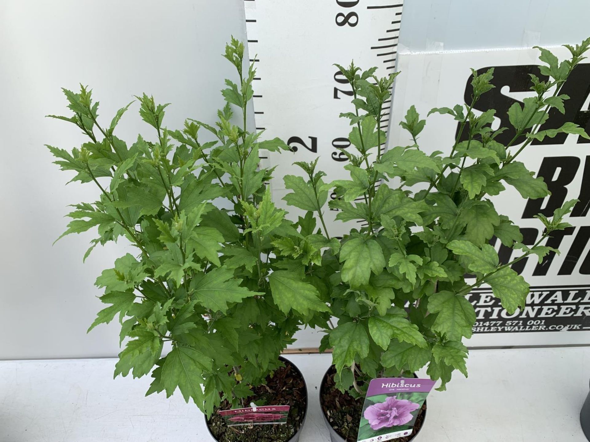 TWO HIBISCUS SYRIACUS PINK 'DUC DE BRABANT' AND 'ARDENS' LIGHT PURPLE APPROX 80CM IN HEIGHT IN 3 LTR - Bild 4 aus 10