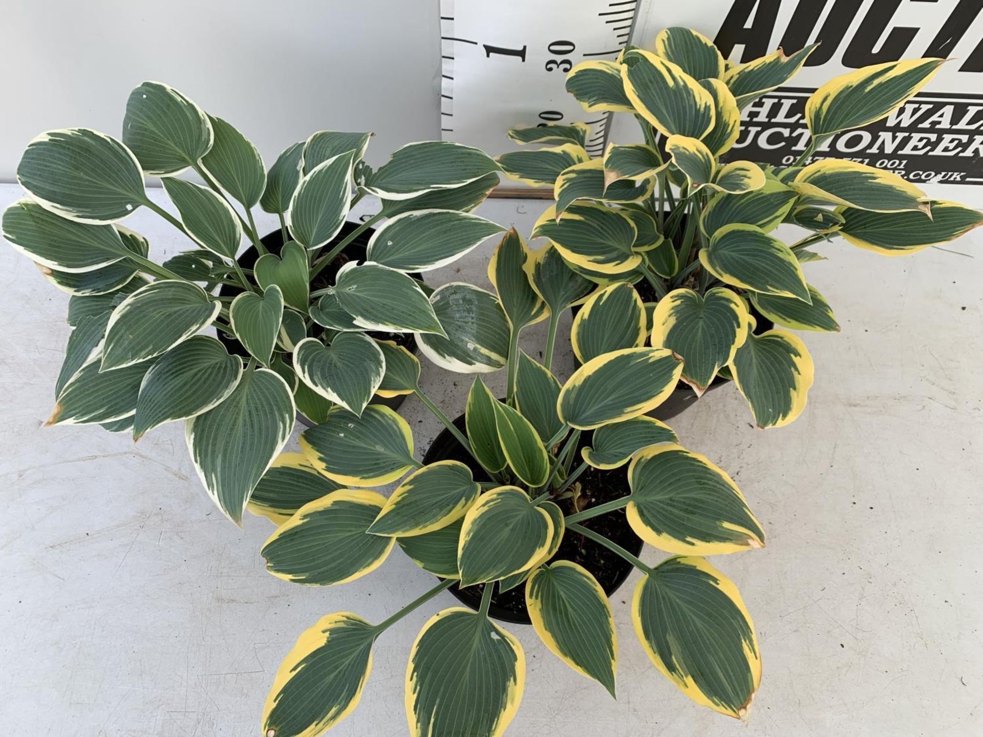 THREE MIXED LARGE HOSTAS IN 4LTR POTS APPROX 40CM IN HEIGHT PLUS VAT TO BE SOLD FOR THE THREE - Image 4 of 6