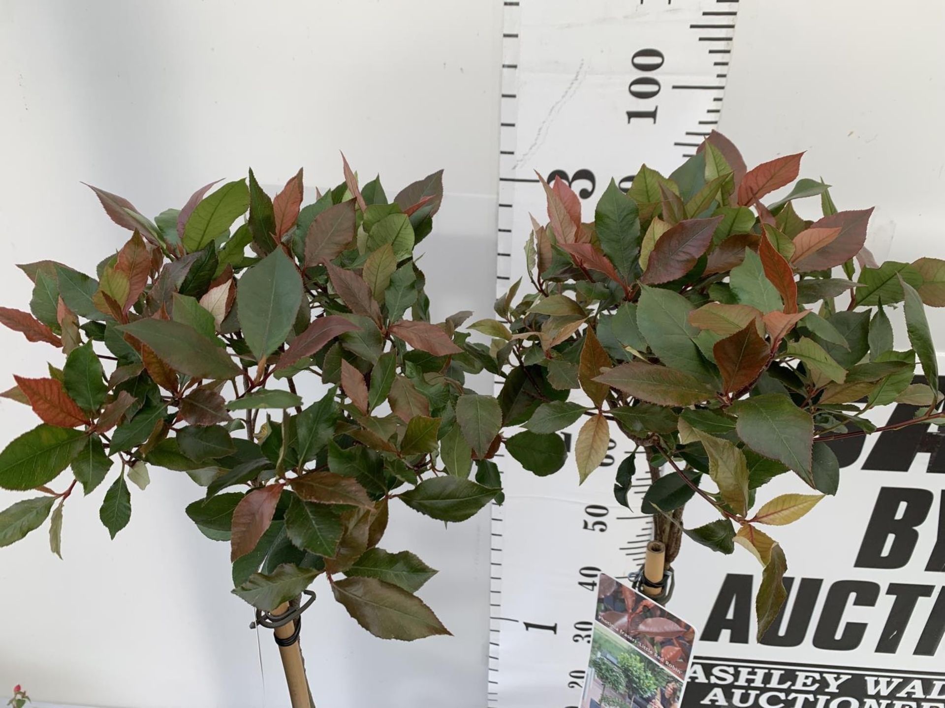 TWO PHOTINIA FRASERI STANDARD TREES 'LITTLE RED ROBIN' APPROX OVER ONE METRE IN HEIGHT IN 3LTR - Image 4 of 10