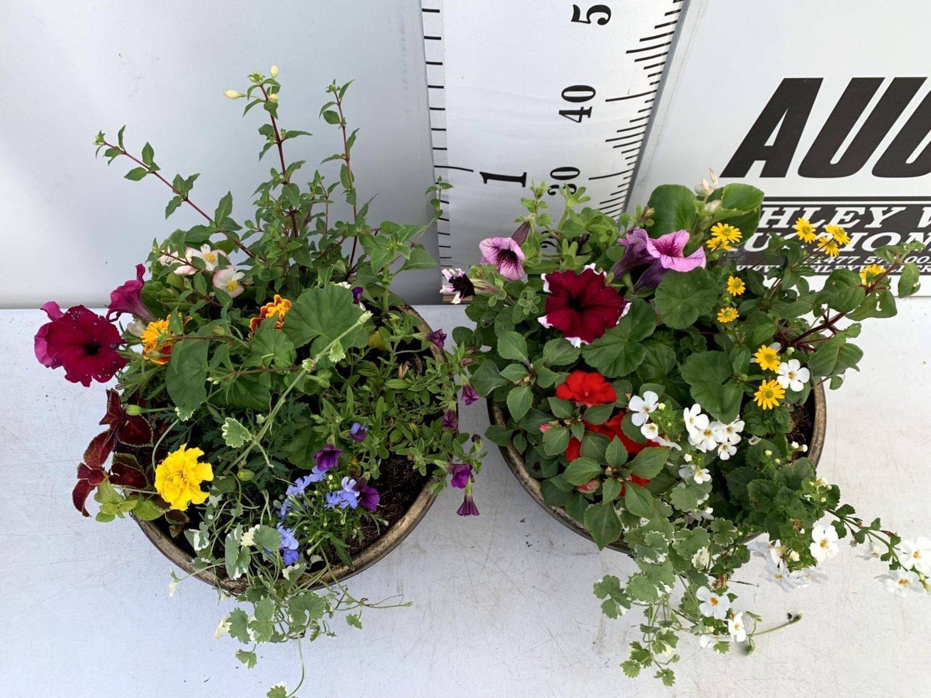 TWO LARGE TUBS PLANTED WITH VARIOUS PLANTS INC MARIGOLDS PETUNIAS FUCHSIA BACOPA ETC IN 10 LTR - Image 4 of 8