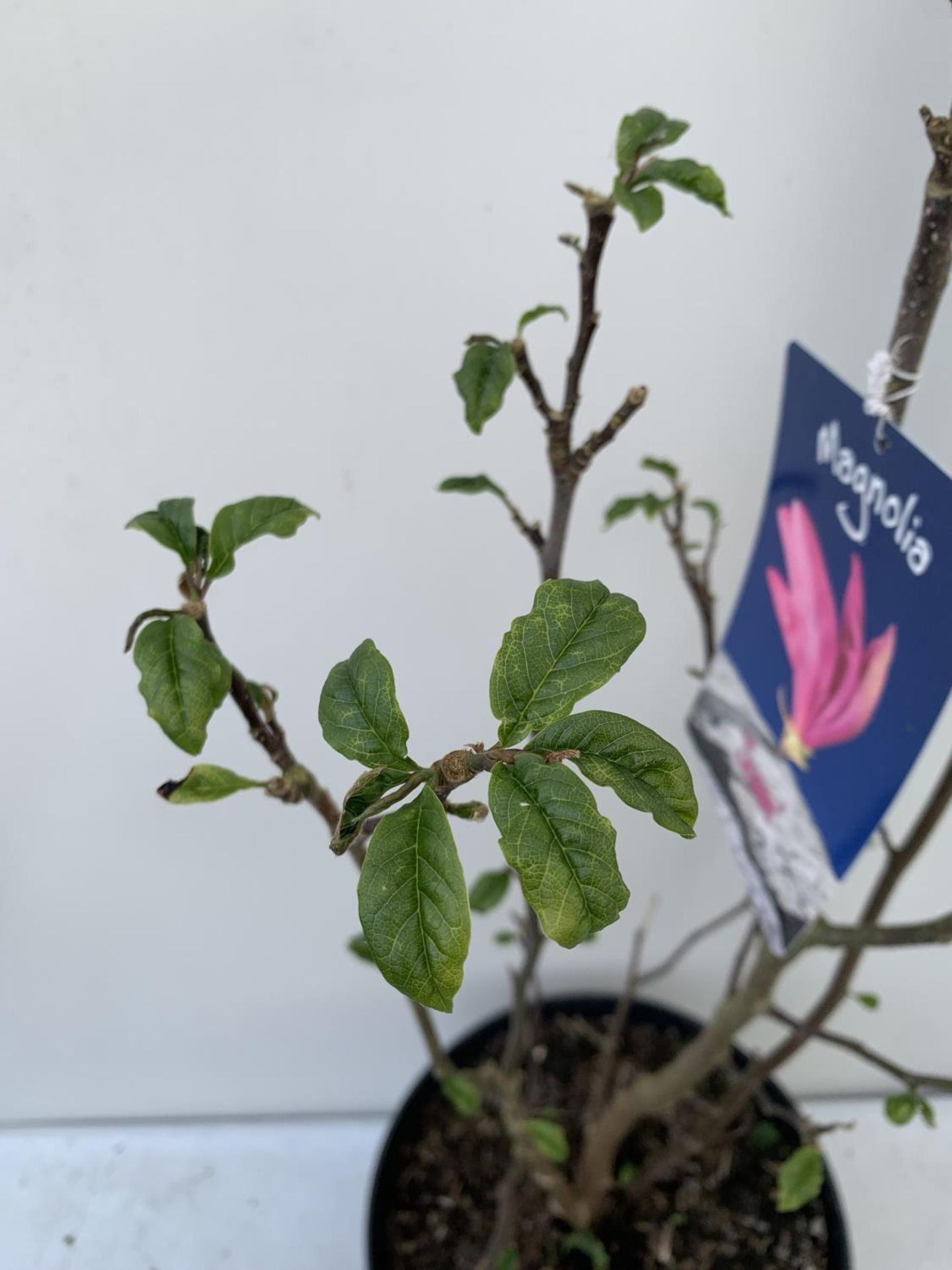 ONE MAGNOLIA 'SUSAN' DARK PINK IN A 7 LTR POT APPROX 110CM IN HEIGHT PLUS VAT - Image 10 of 10