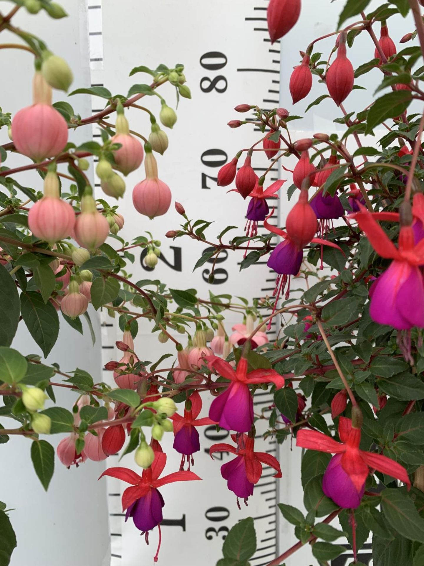 TWO BELLA STANDARD FUCHSIA IN A 3 LTR POTS 70CM -80CM TALL TO BE SOLD FOR THE TWO PLUS VAT - Image 5 of 8