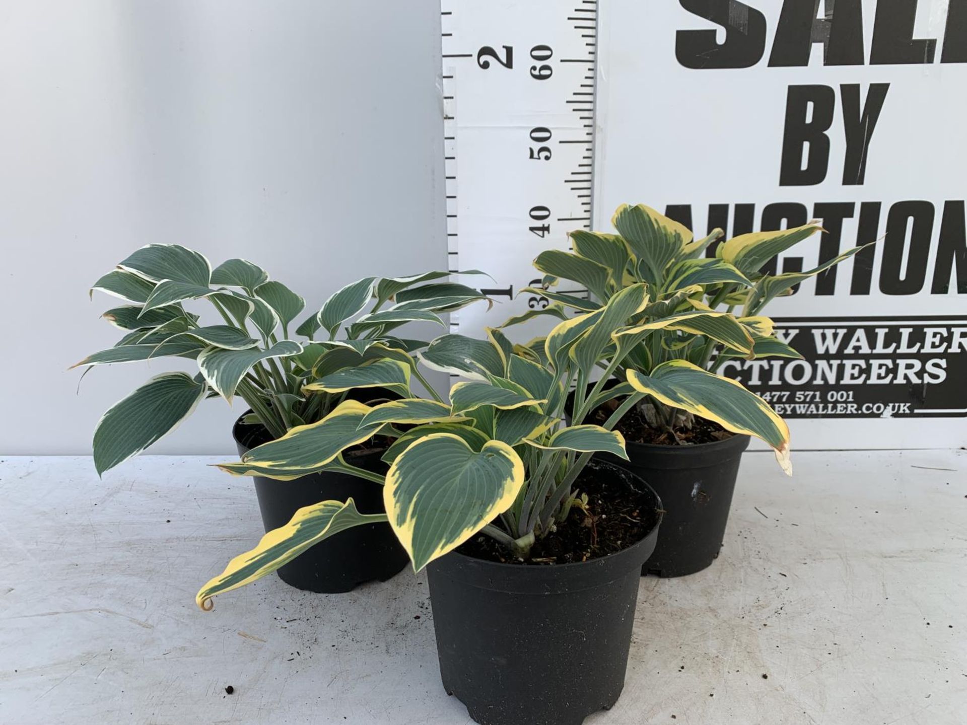 THREE MIXED LARGE HOSTAS IN 4LTR POTS APPROX 40CM IN HEIGHT PLUS VAT TO BE SOLD FOR THE THREE