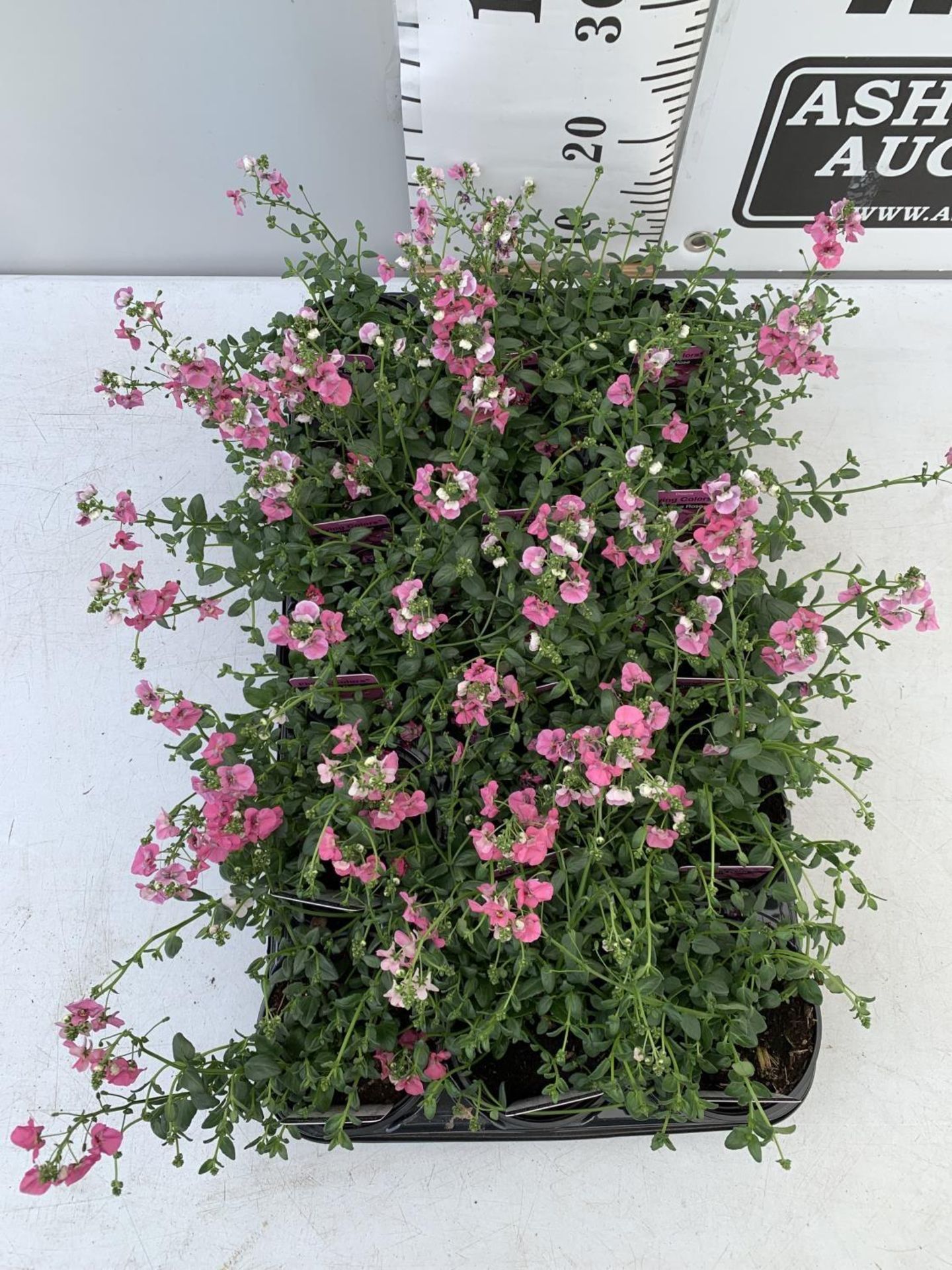 FIFTEEN DIASCIA FLYING COLOURS 'ANTIQUE ROSE' BASKETS PLANTS ON A TRAY IN P9 POTS PLUS VAT TO BE - Image 2 of 5