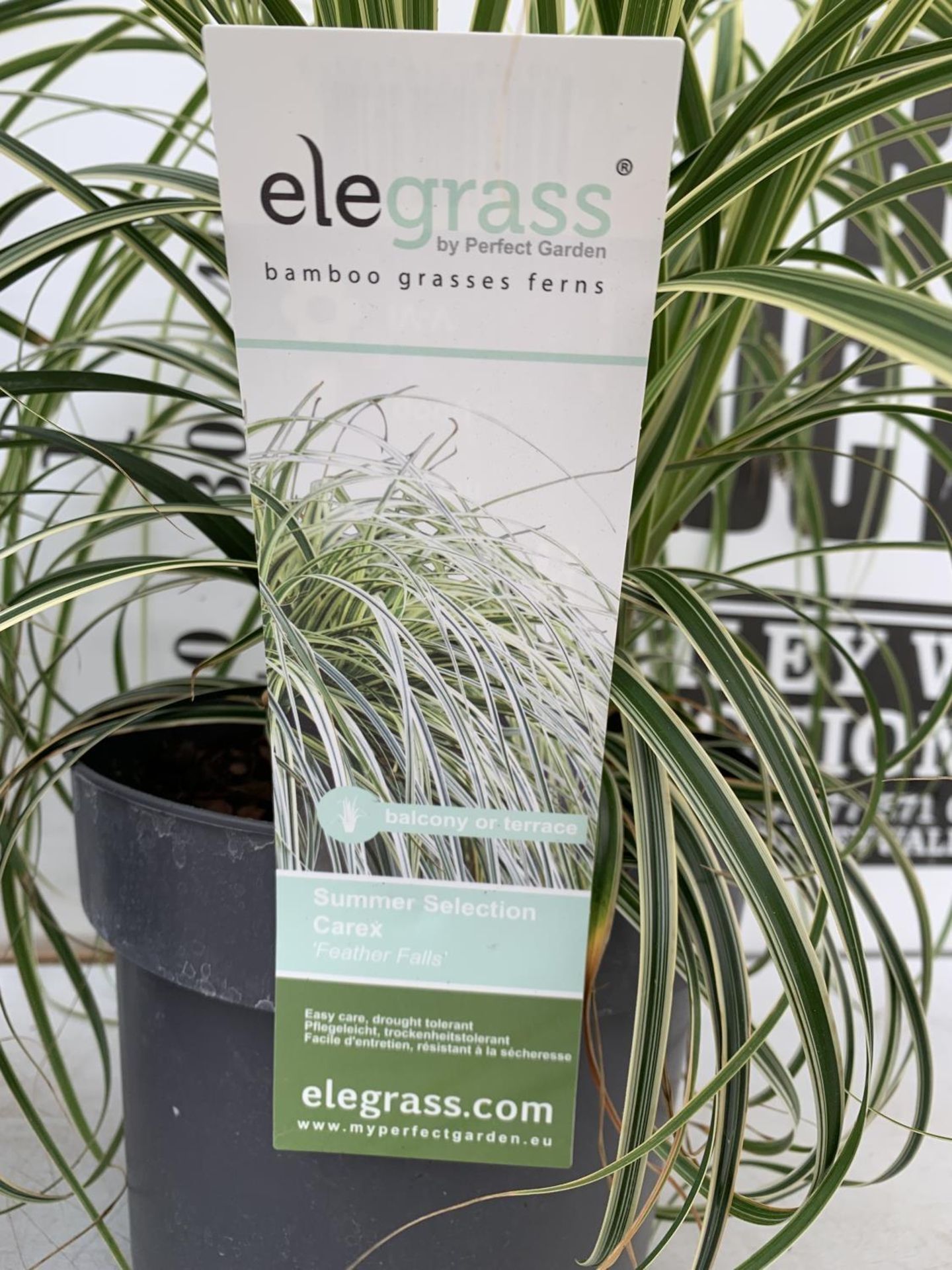 TWO HARDY ORNAMENTAL GRASSES CAREX 'FEATHER FALLS' AND 'IRISH GREEN' IN 3 LTR POTS APPROX 50CM IN - Image 8 of 12