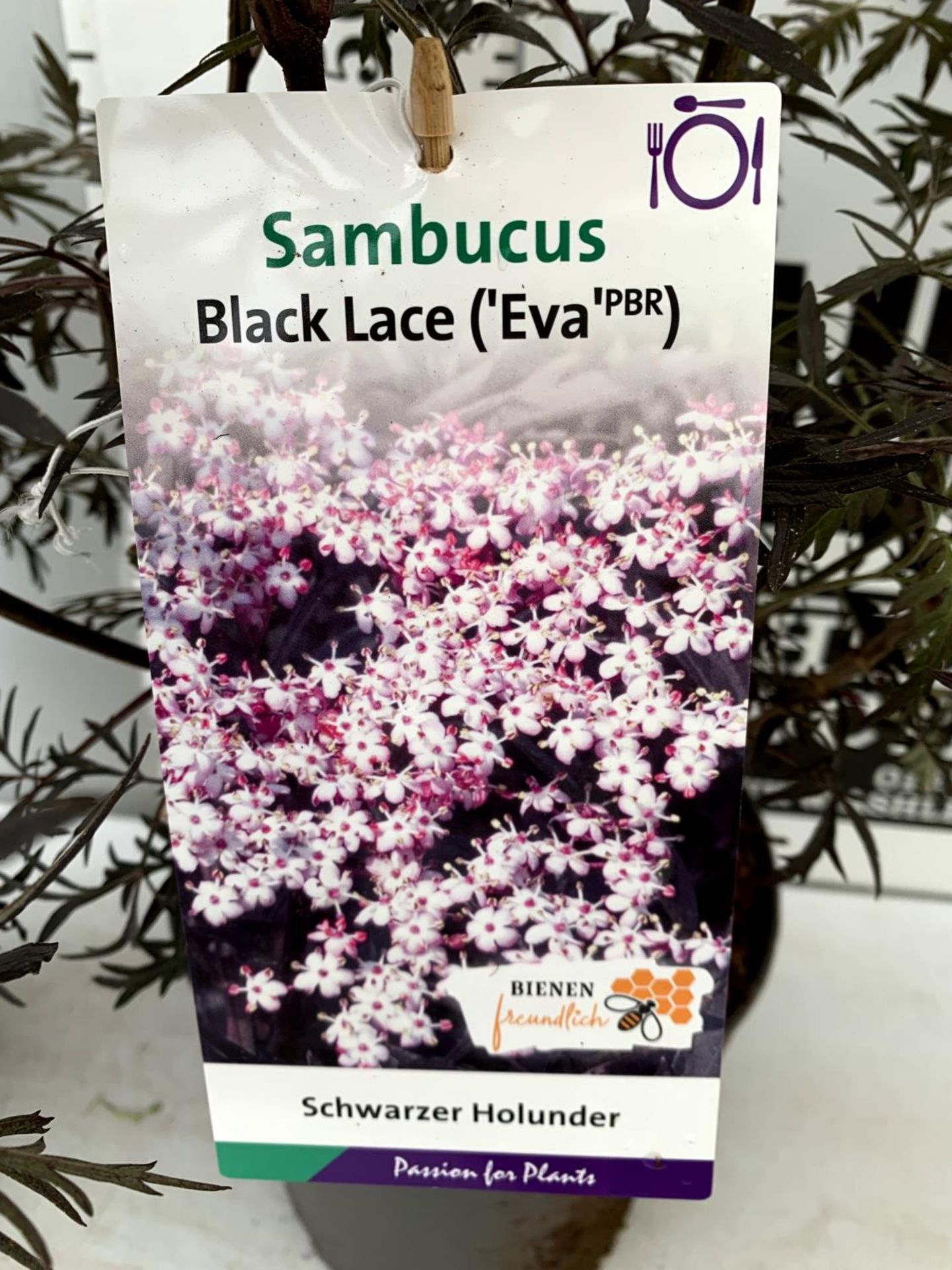 TWO SAMBUCUS NIGRA BLACK LACE 'EVA' IN 5 LTR POTS APPROX 80CM IN HEIGHT PLUS VAT TO BE SOLD FOR - Image 7 of 10
