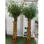 TWO SALIX LIVING WILLOW TREES IN 7.5 LTR POTS OVER 2 METRES IN HEIGHT TO BE SOLD FOR THE TWO PLUS