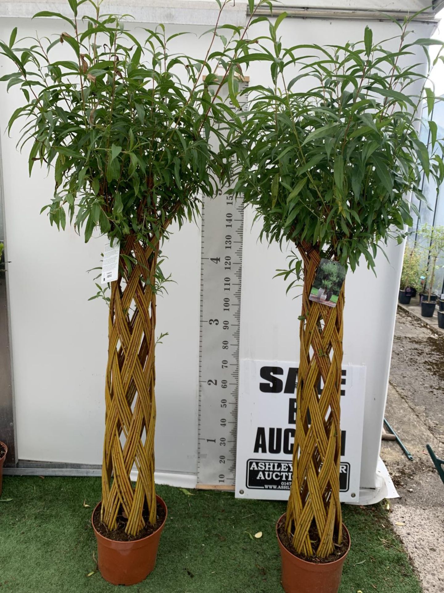 TWO SALIX LIVING WILLOW TREES IN 7.5 LTR POTS OVER 2 METRES IN HEIGHT TO BE SOLD FOR THE TWO PLUS