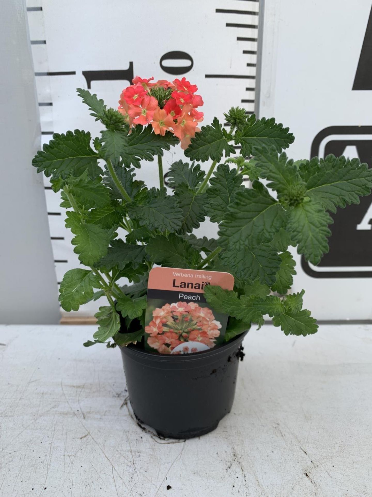 FIFTEEN TRAILING VERBENA LANAI IN PEACH BASKET PLANTS IN P9 POTS PLUS VAT TO BE SOLD FOR THE FIFTEEN - Image 3 of 4