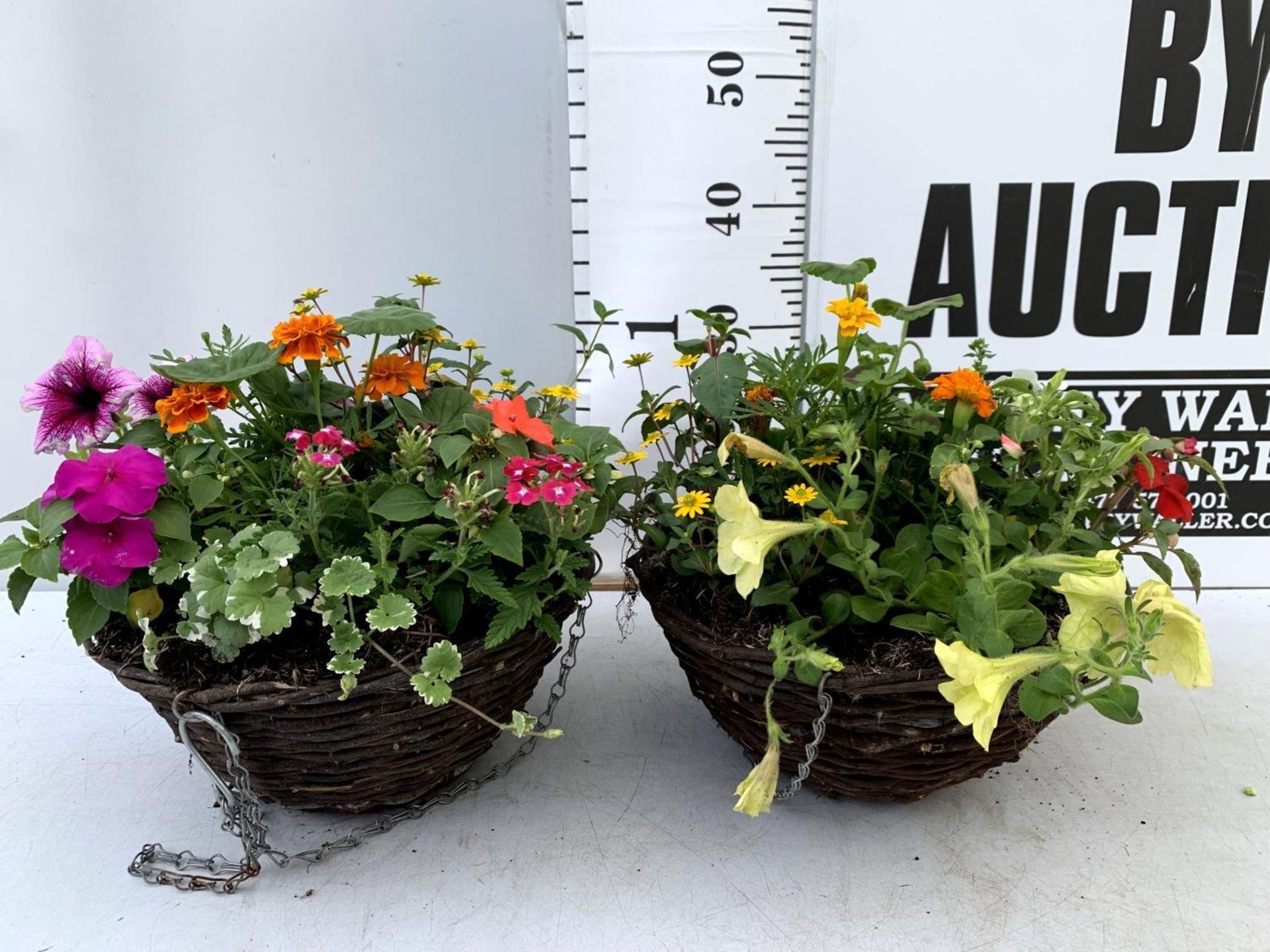 TWO WICKER HANGING BASKETS PLANTED WITH VARIOUS BEDDING PLANTS INCLUDING MARIGOLD PETUNIA VERBENA - Image 2 of 8