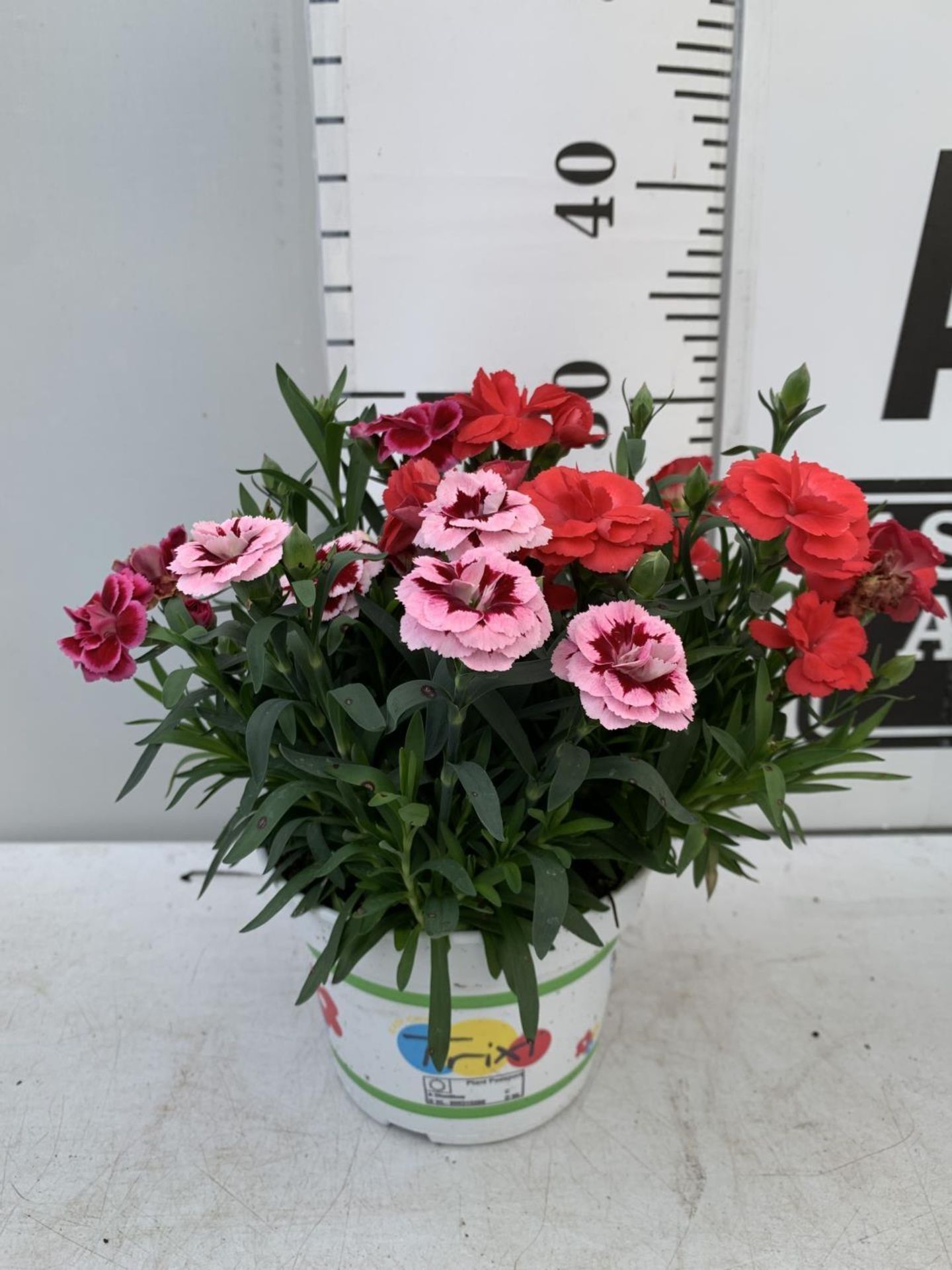 SIX POTS OF DIANTHUS TRIO MIXED WITH THREE VARIETIES IN EACH POT SIZE P15 HEIGHT 30CM TO BE SOLD FOR - Image 8 of 8