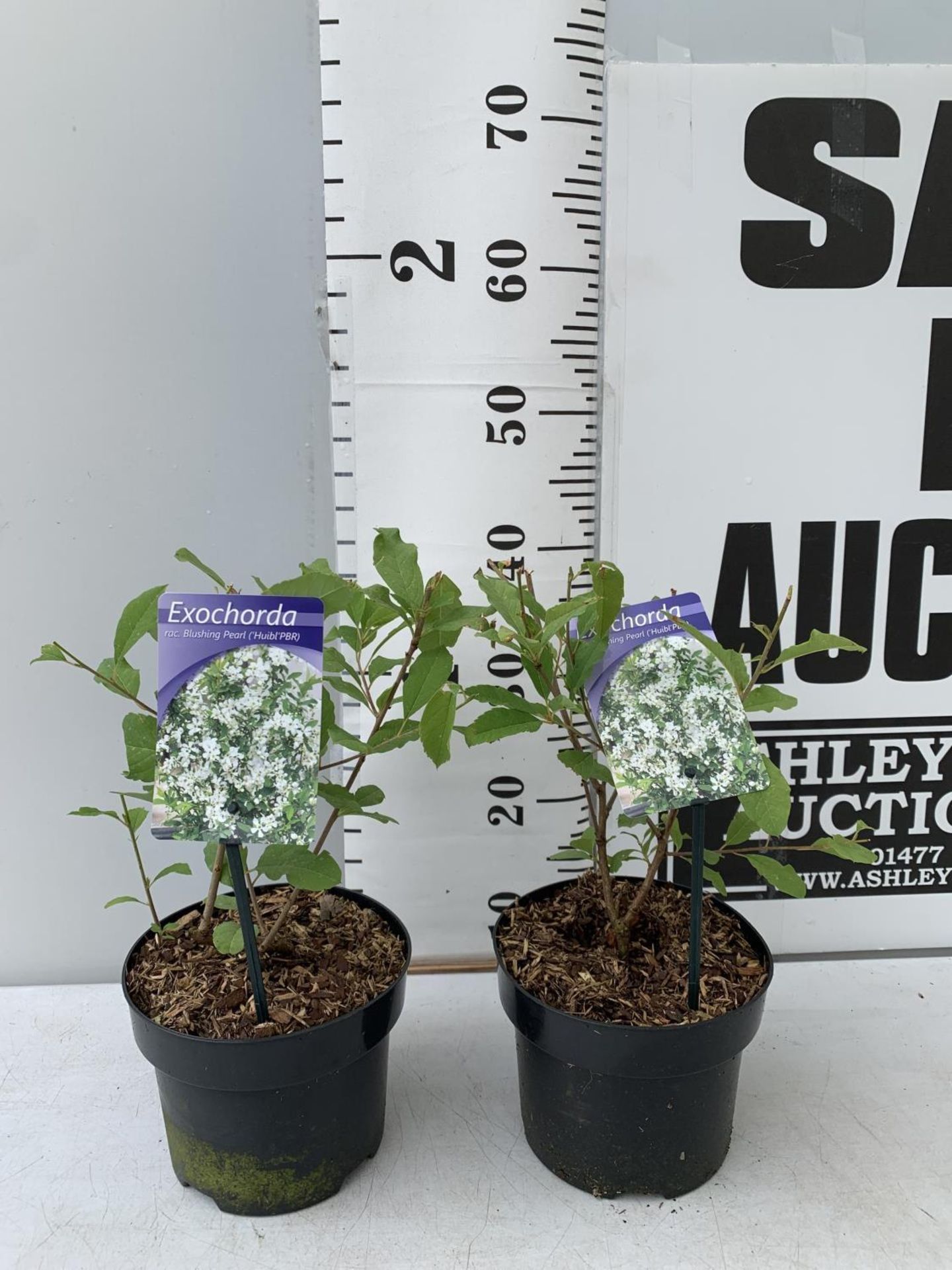 TWO EXOCHORDA BLUSHING PEARL IN 2 LTR POTS 40CM TALL PLUS VAT TO BE SOLD FOR THE TWO - Bild 2 aus 8