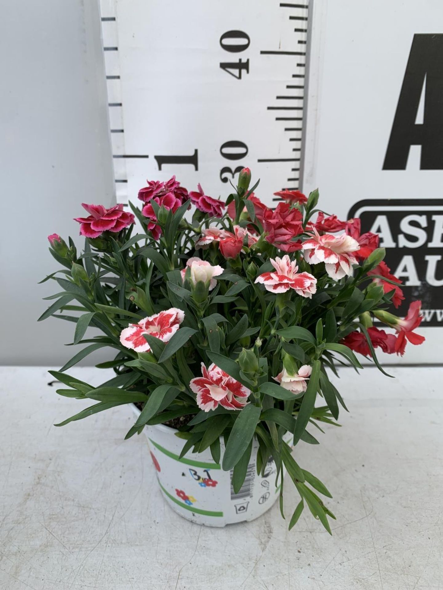 SIX POTS OF DIANTHUS TRIO MIXED WITH THREE VARIETIES IN EACH POT SIZE P15 HEIGHT 30CM TO BE SOLD FOR - Image 8 of 8