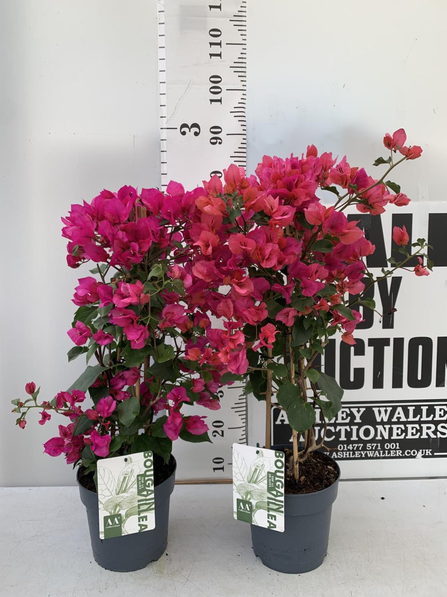 TWO BOUGAINVILLEA SANDERINA PINK ON A PYRAMID FRAME, 3 LTR POTS HEIGHT 60-80CM. PATIO READY TO BE