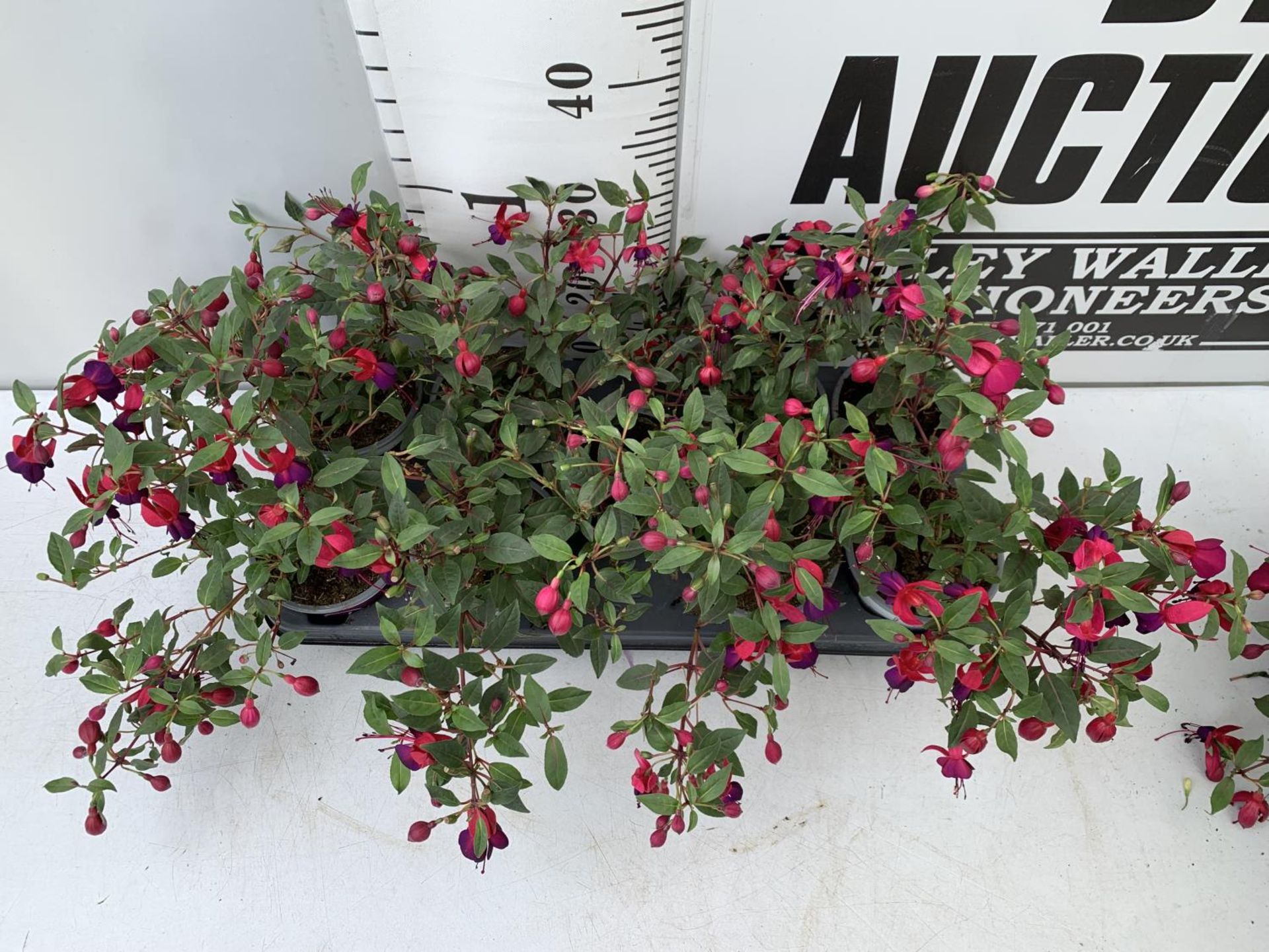 NINE FUCHSIA BELLA IN 20CM POTS 20-30CM TALL TO BE SOLD FOR THE NINE PLUS VAT - Image 3 of 8