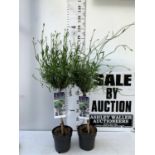TWO LAVENDER 'AUGUSTFOLIA' STANDARD TREES APPROX 120CM IN HEIGHT IN 3LTR POTS PLUS VAT TO BE SOLD