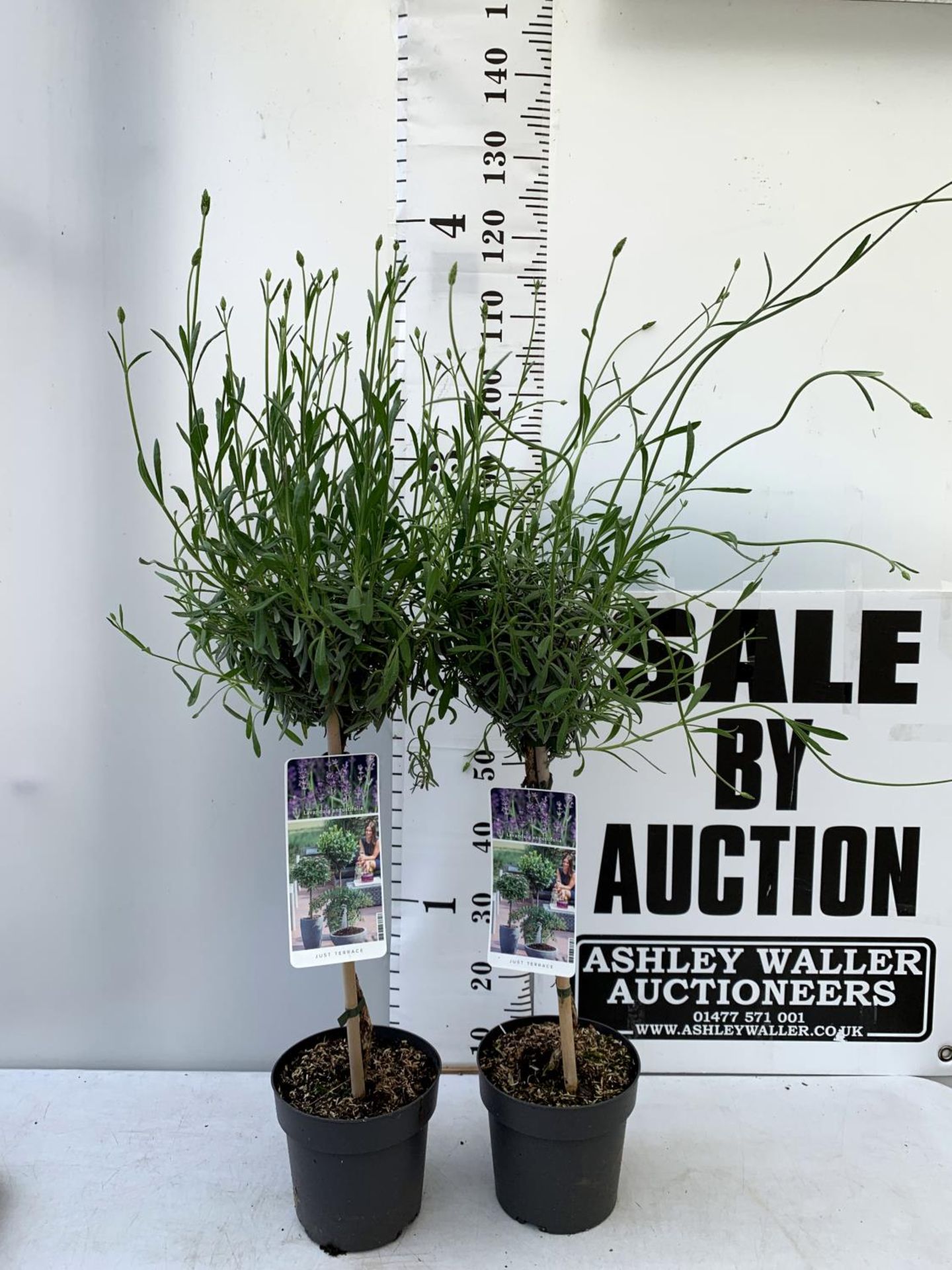 TWO LAVENDER 'AUGUSTFOLIA' STANDARD TREES APPROX 120CM IN HEIGHT IN 3LTR POTS PLUS VAT TO BE SOLD