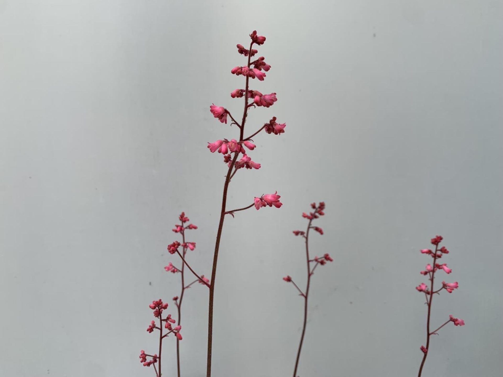 TWO PURPLE HEUCHERA 'CARNIVAL' IN 2 LTR POTS APPROX 40CM IN HEIGHT PLUS VAT TO BE SOLD FOR THE TWO - Image 6 of 8