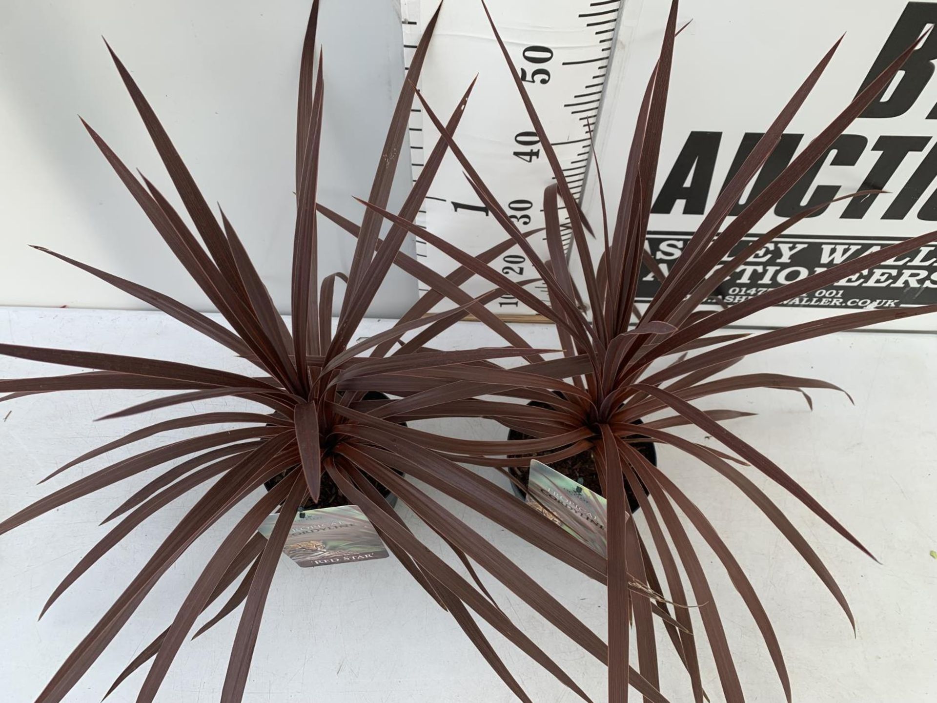 TWO CORDYLINE AUSTRALIS RED STAR IN 2 LTR POTS HEIGHT 70CM PLUS VAT TO BE SOLD FOR THE TWO - Bild 3 aus 8