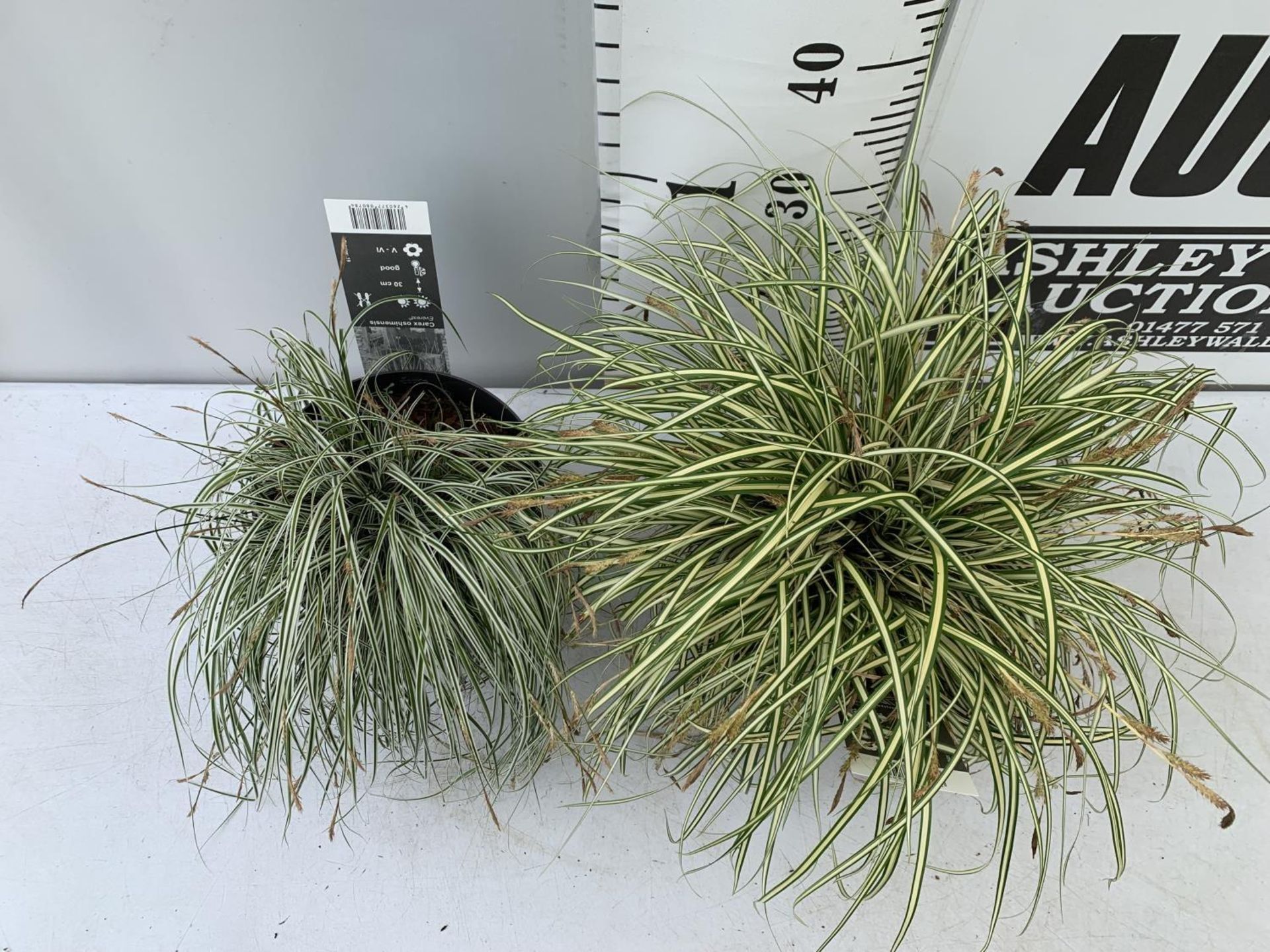 TWO HARDY ORNAMENTAL GRASSES CAREX 'EVERGOLD' AND 'EVEREST' IN 3 LTR POTS APPROX 40CM IN HEIGHT PLUS - Image 4 of 12