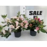 TWO RHODODENDRON GERMANIA DARK PINK AND VIRGINIA RICHARDS LIGHT PINK IN 5 LTR POTS 60CM TALL PLUS