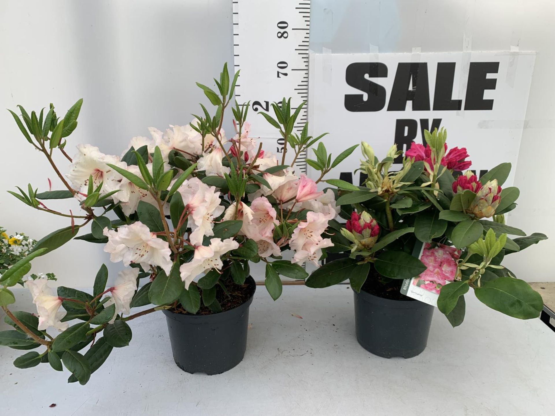 TWO RHODODENDRON GERMANIA DARK PINK AND VIRGINIA RICHARDS LIGHT PINK IN 5 LTR POTS 60CM TALL PLUS