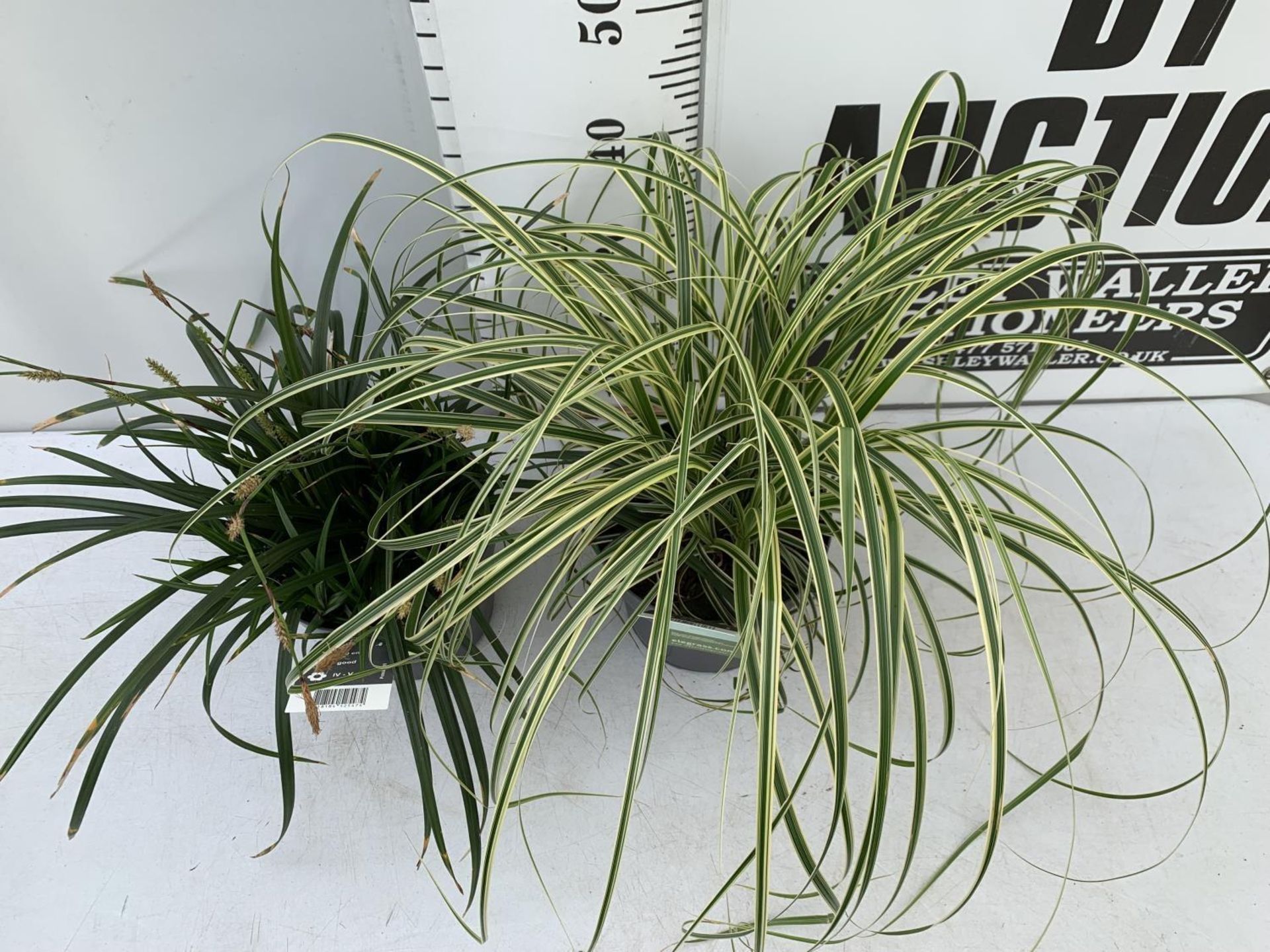 TWO HARDY ORNAMENTAL GRASSES CAREX 'FEATHER FALLS' AND 'IRISH GREEN' IN 3 LTR POTS APPROX 50CM IN - Image 4 of 12