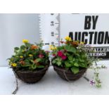 TWO WICKER HANGING BASKETS PLANTED WITH VARIOUS BEDDING PLANTS INCLUDING MARIGOLD PETUNIA VERBENA