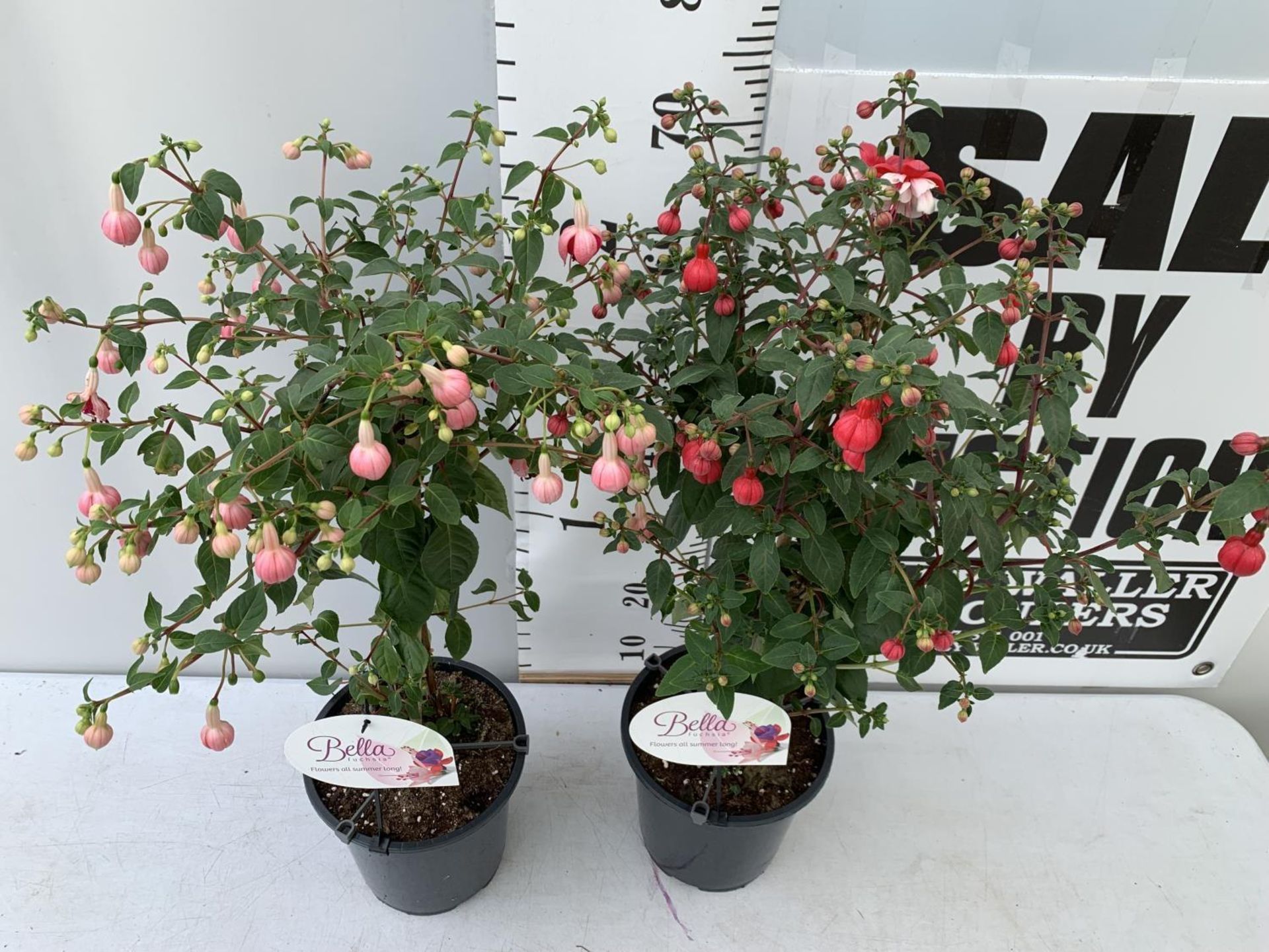 TWO BELLA STANDARD FUCHSIA IN A 3 LTR POTS 70CM -80CM TALL TO BE SOLD FOR THE TWO PLUS VAT - Image 4 of 8