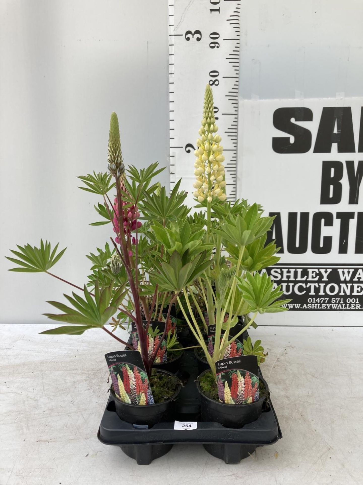 EIGHT LUPIN RUSSELLS IN MIXED COLOURS IN 1 LTR POTS APPROX 40-50CM IN HEIGHT PLUS VAT TO BE SOLD FOR - Image 2 of 9