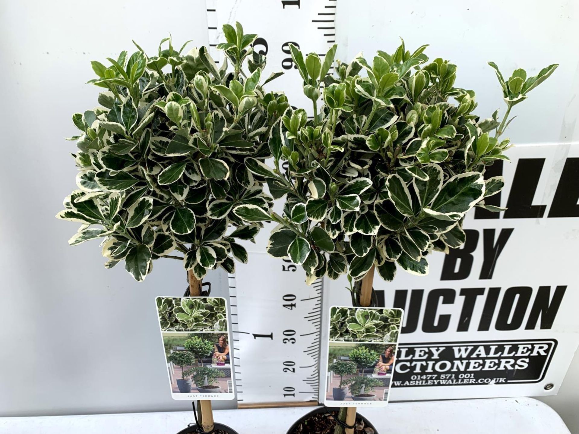 TWO STANDARD EUONYMUS JAPONICUS 'KATHY' IN 3 LTR POTS OVER A METRE IN HEIGHT PLUS VAT TO BE SOLD FOR - Image 4 of 8
