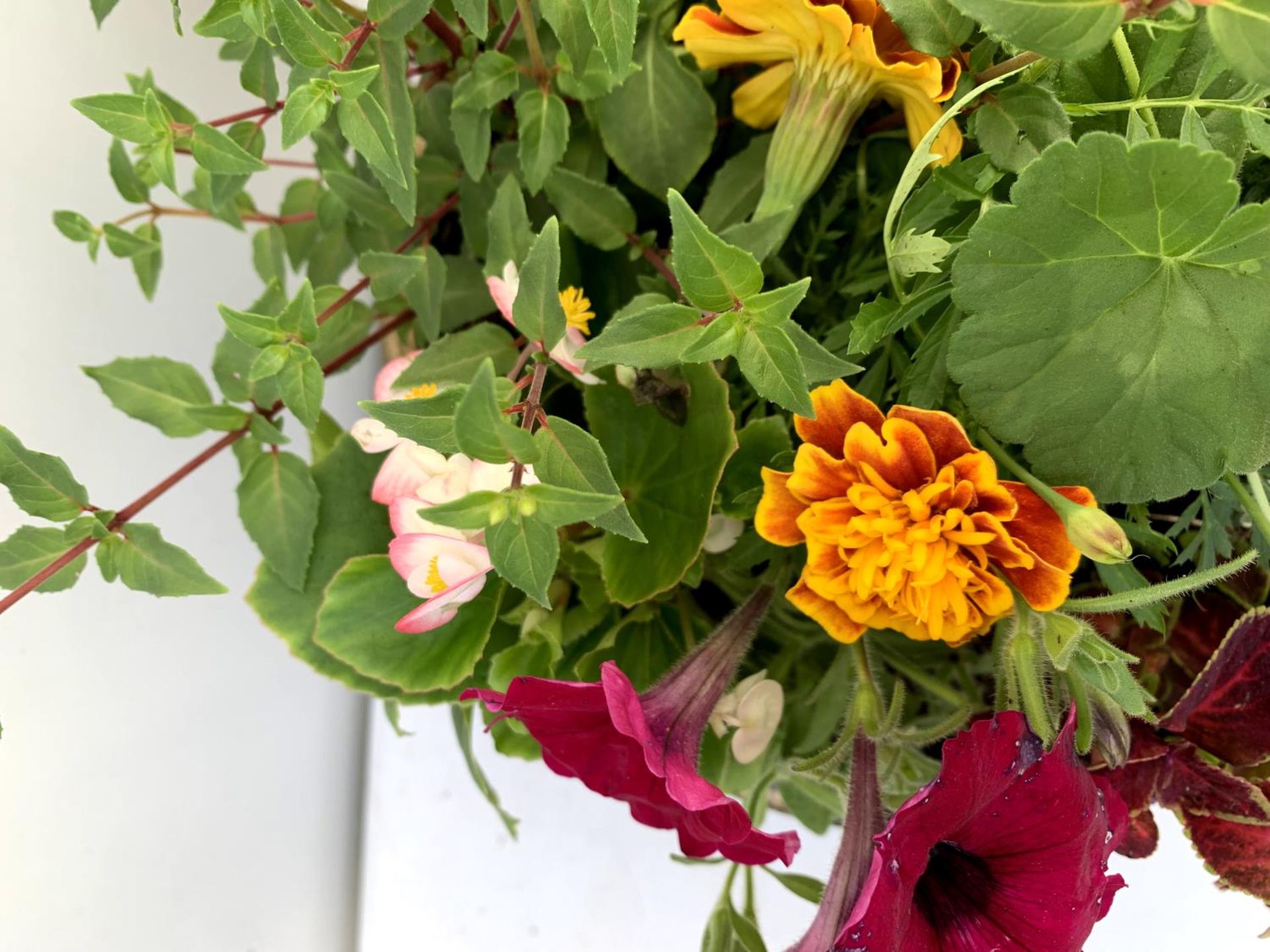 TWO LARGE TUBS PLANTED WITH VARIOUS PLANTS INC MARIGOLDS PETUNIAS FUCHSIA BACOPA ETC IN 10 LTR - Image 7 of 8