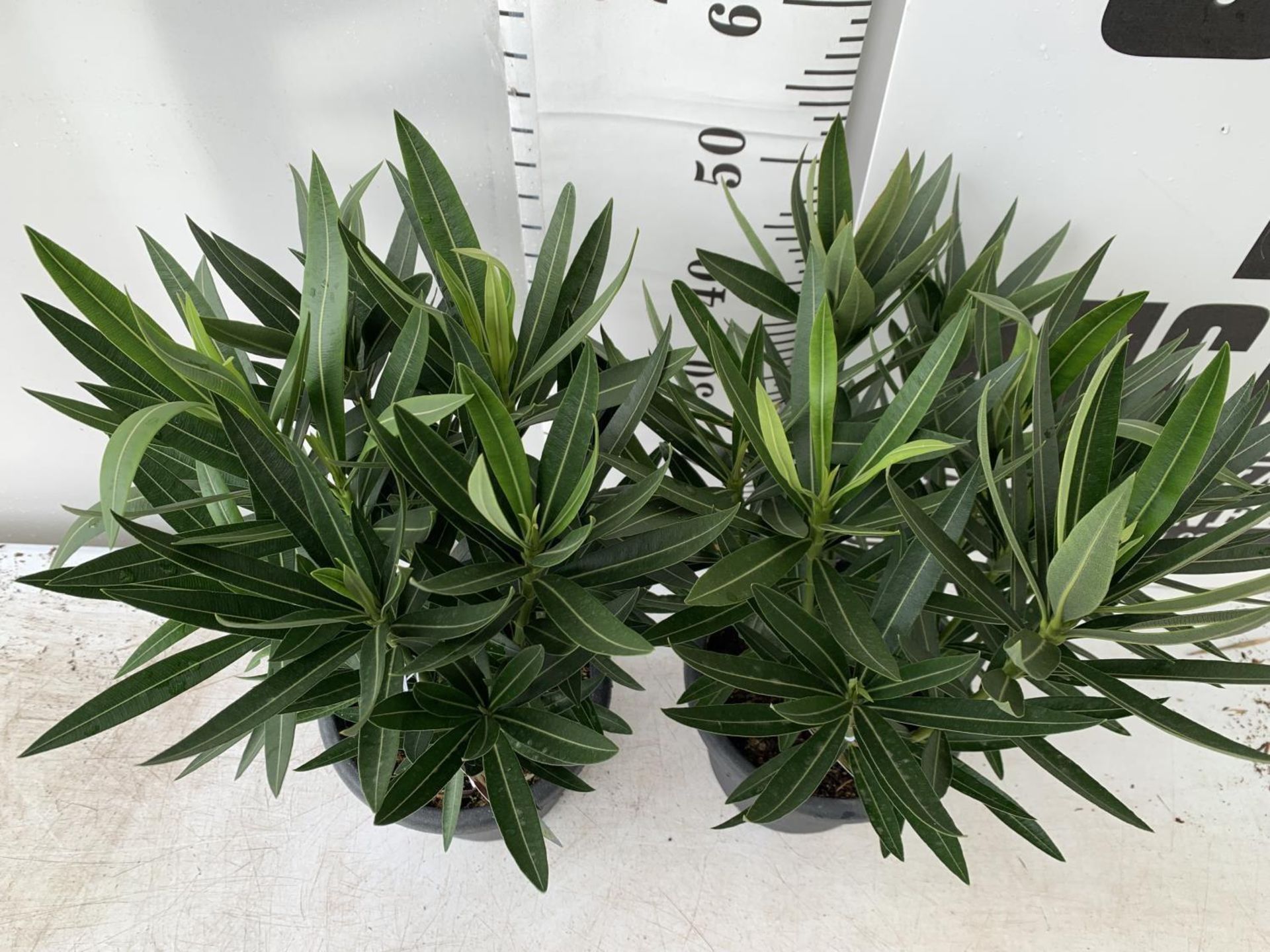 TWO OLEANDER NERIUM SHRUBS MULTICOLOURED APPROX 60CM TALL IN 4 LTR POTS PLUS VAT TO BE SOLD FOR - Image 8 of 20