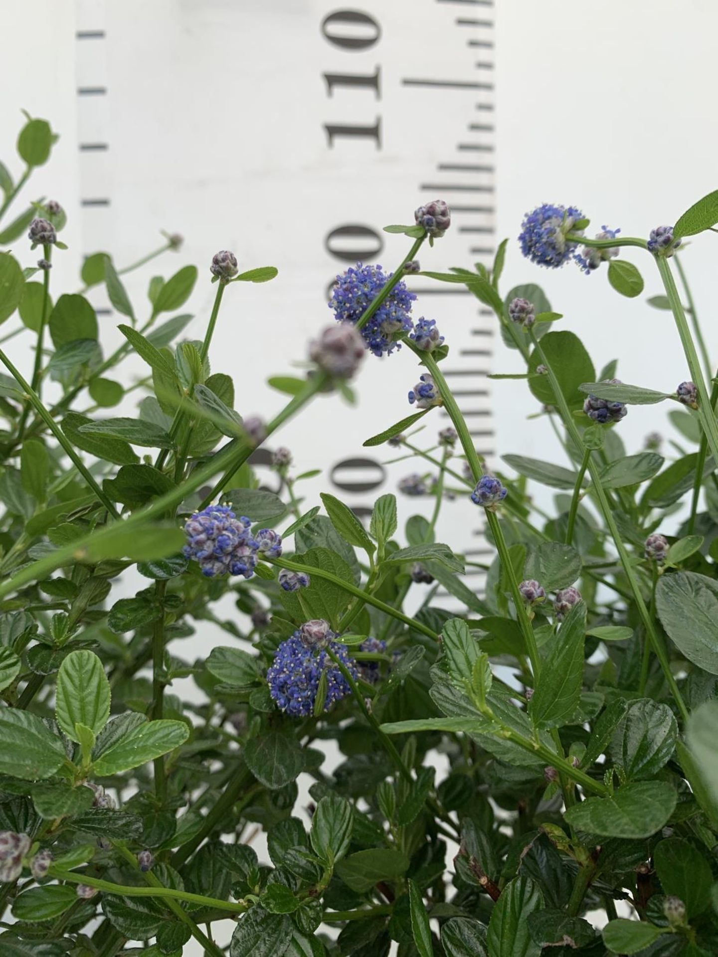 TWO CEANOTHUS IMPRESSUS STANDARD TREES 'VICTORIA' IN FLOWER APPROX A METRE IN HEIGHT IN 3 LTR POTS - Image 4 of 8