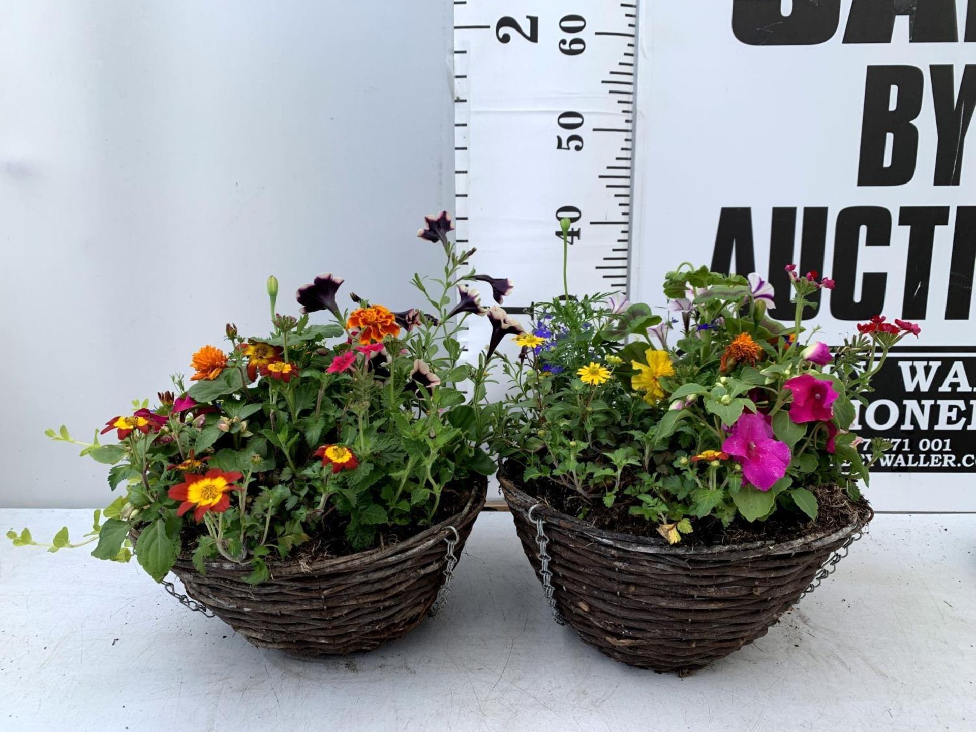 TWO WICKER HANGING BASKETS PLANTED WITH VARIOUS BASKET PLANTS INCLUDING MARIGOLD PETUNIA VERBENA - Image 2 of 8