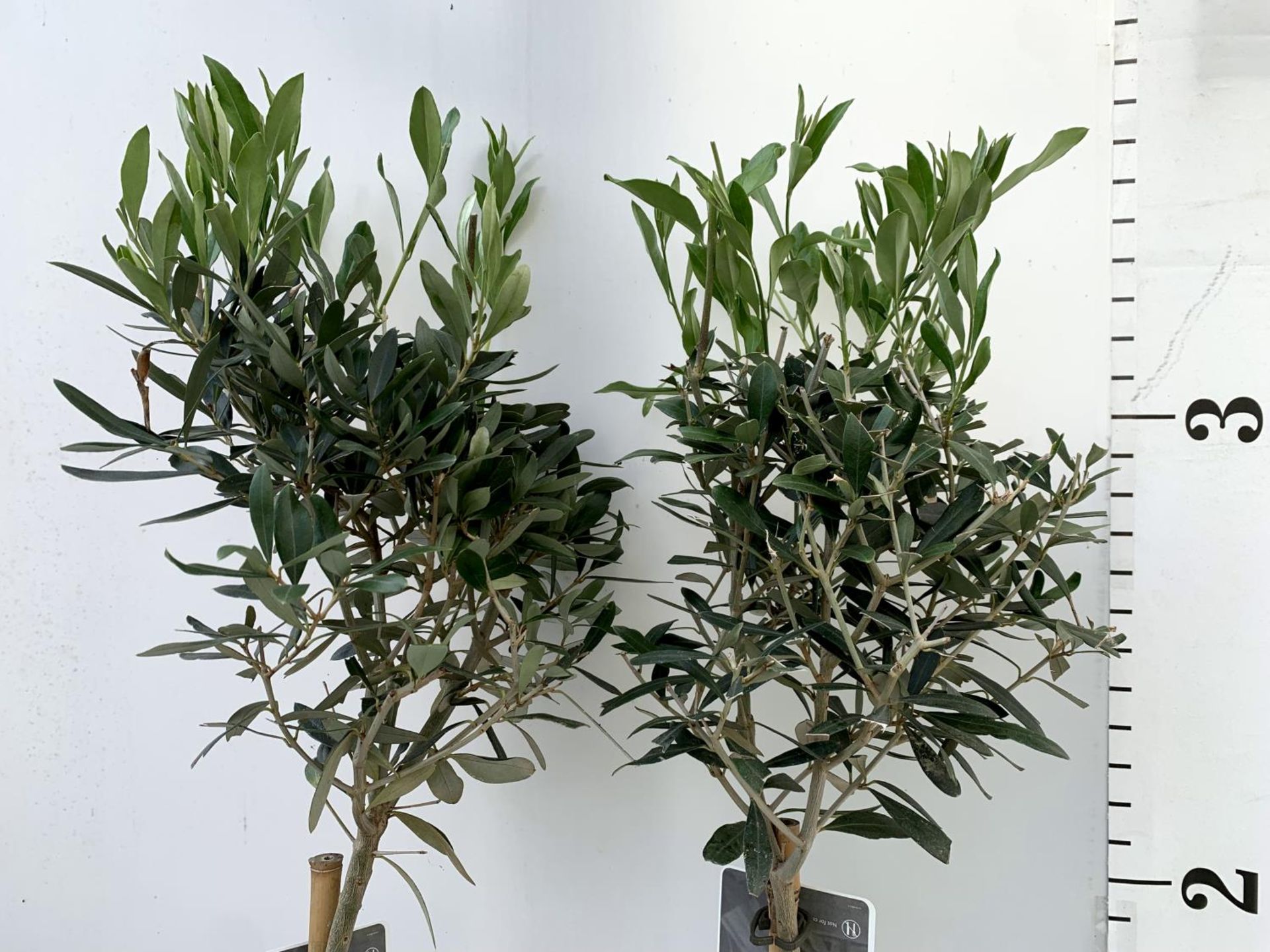 TWO OLIVE EUROPEA STANDARD TREES APPROX 120CM IN HEIGHT IN 3LTR POTS NO VAT TO BE SOLD FOR THE TWO - Image 3 of 8