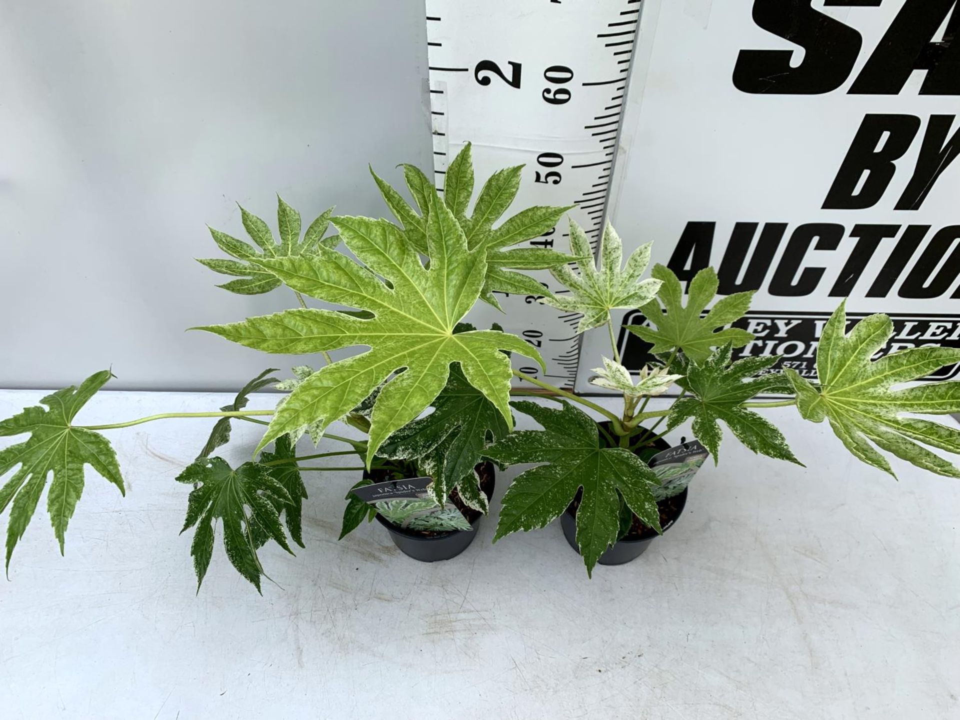 TWO FATSIA JAPONICA 'SPIDERS WEB' IN 2 LTR POTS 60CM TALL PLUS VAT TO BE SOLD FOR THE TWO - Image 3 of 8